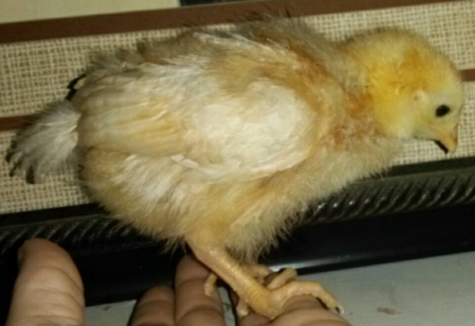 I'm 3 weeks old today!