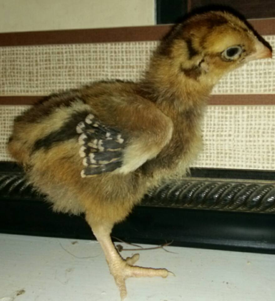 I'm 3 weeks old today!