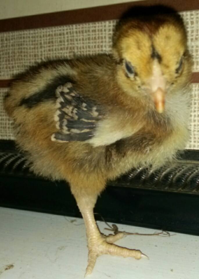 I'm 3 weeks old today!