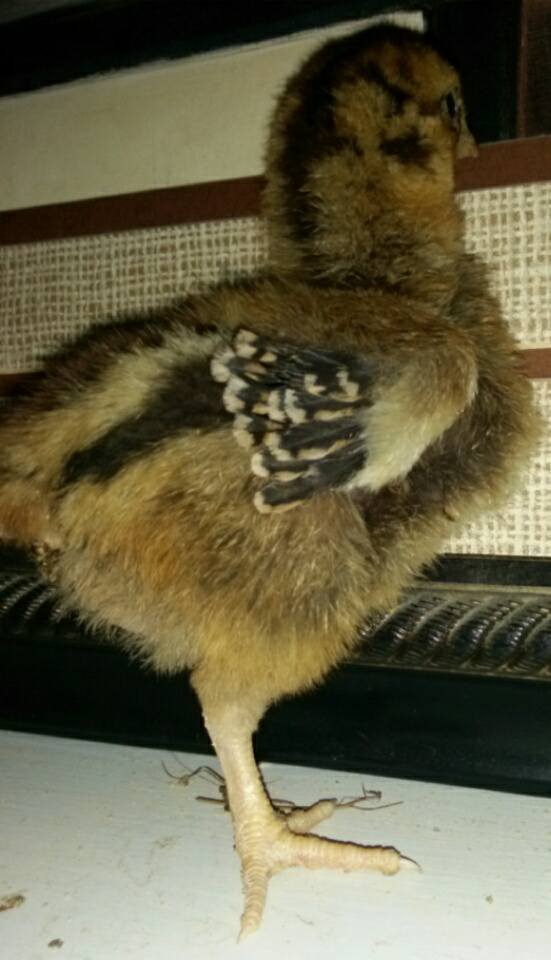 I'm 3 weeks old today!