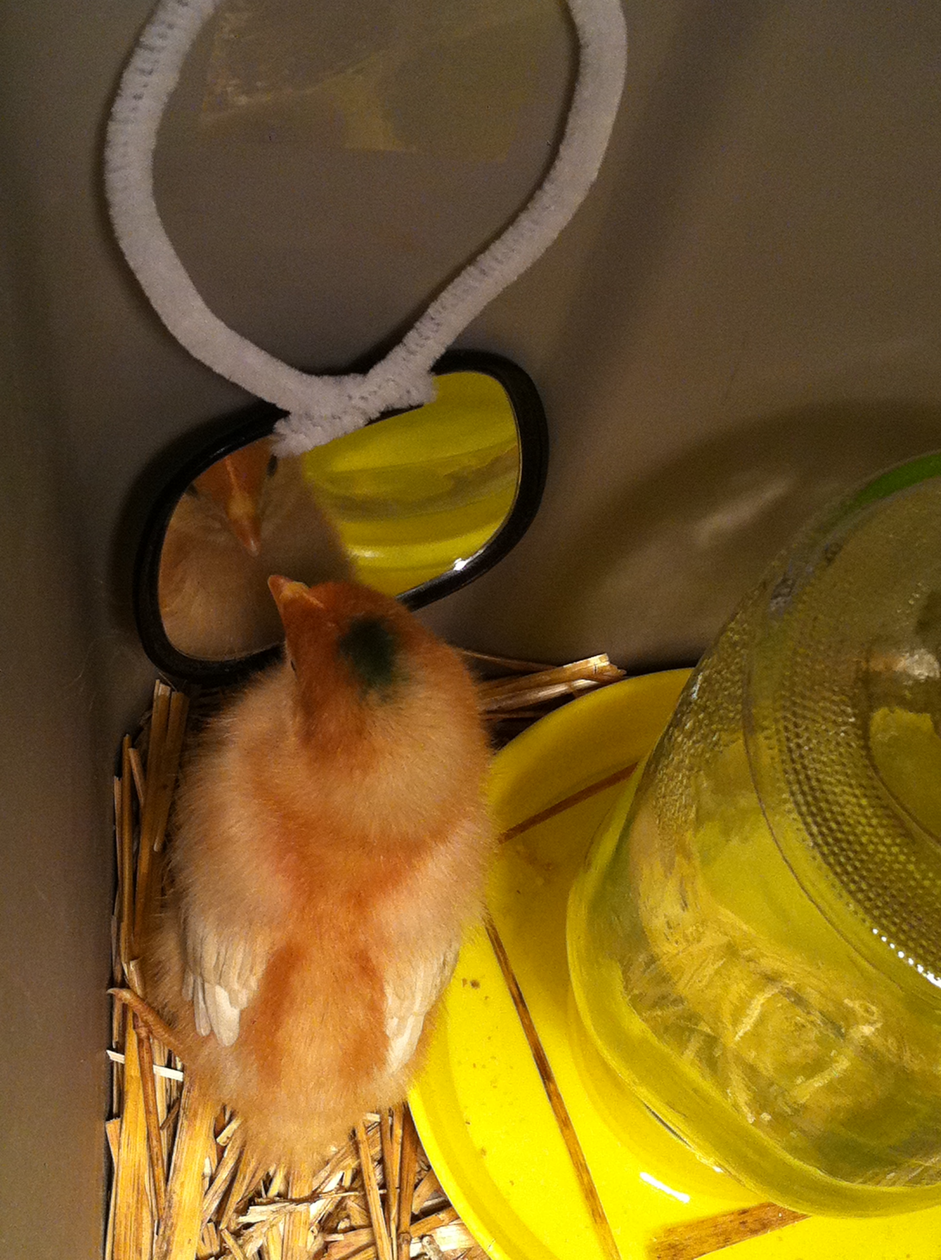 I'm a pretty chick!!