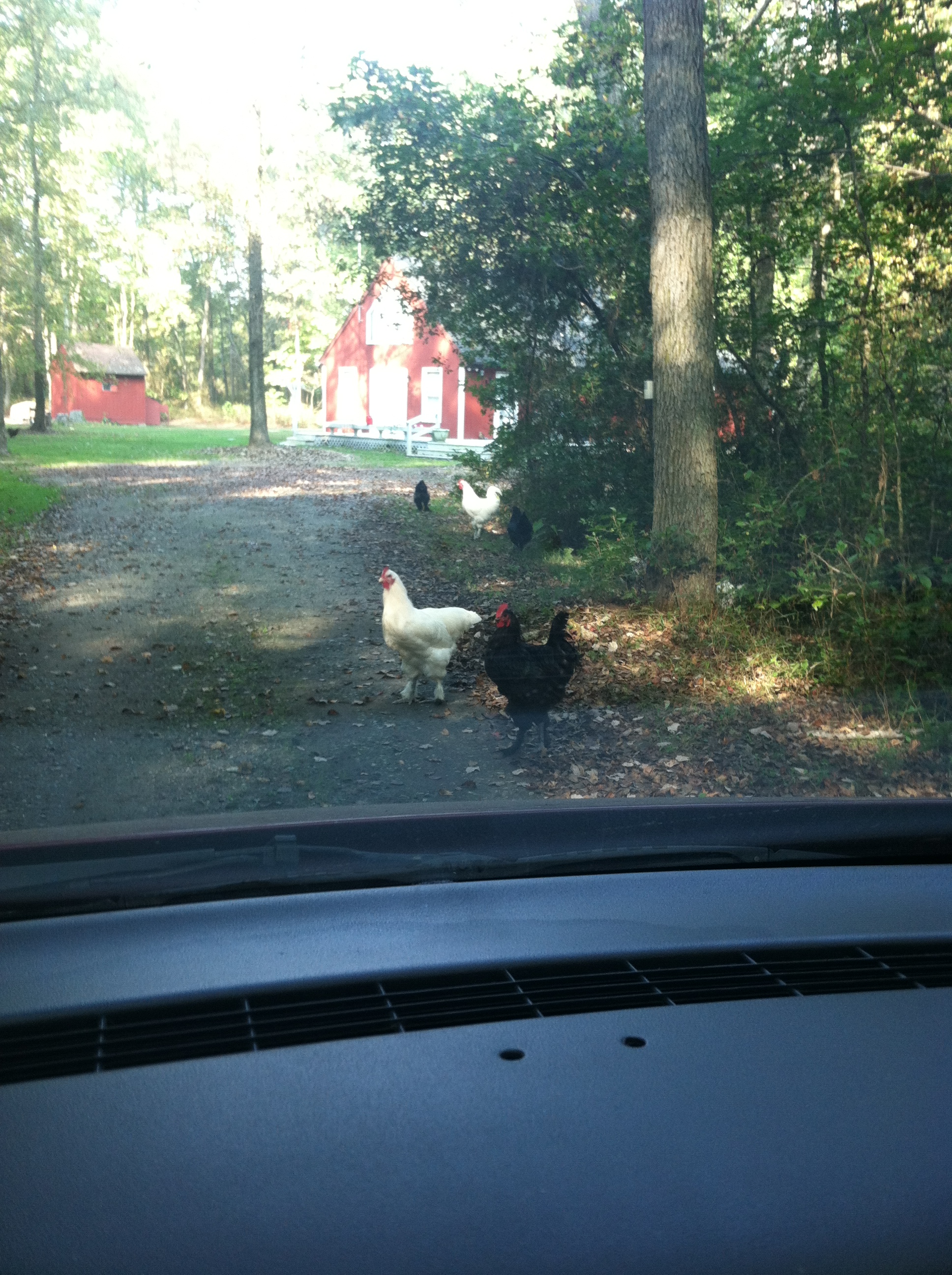 I'm definitely going to need a Chicken Crossing sign.