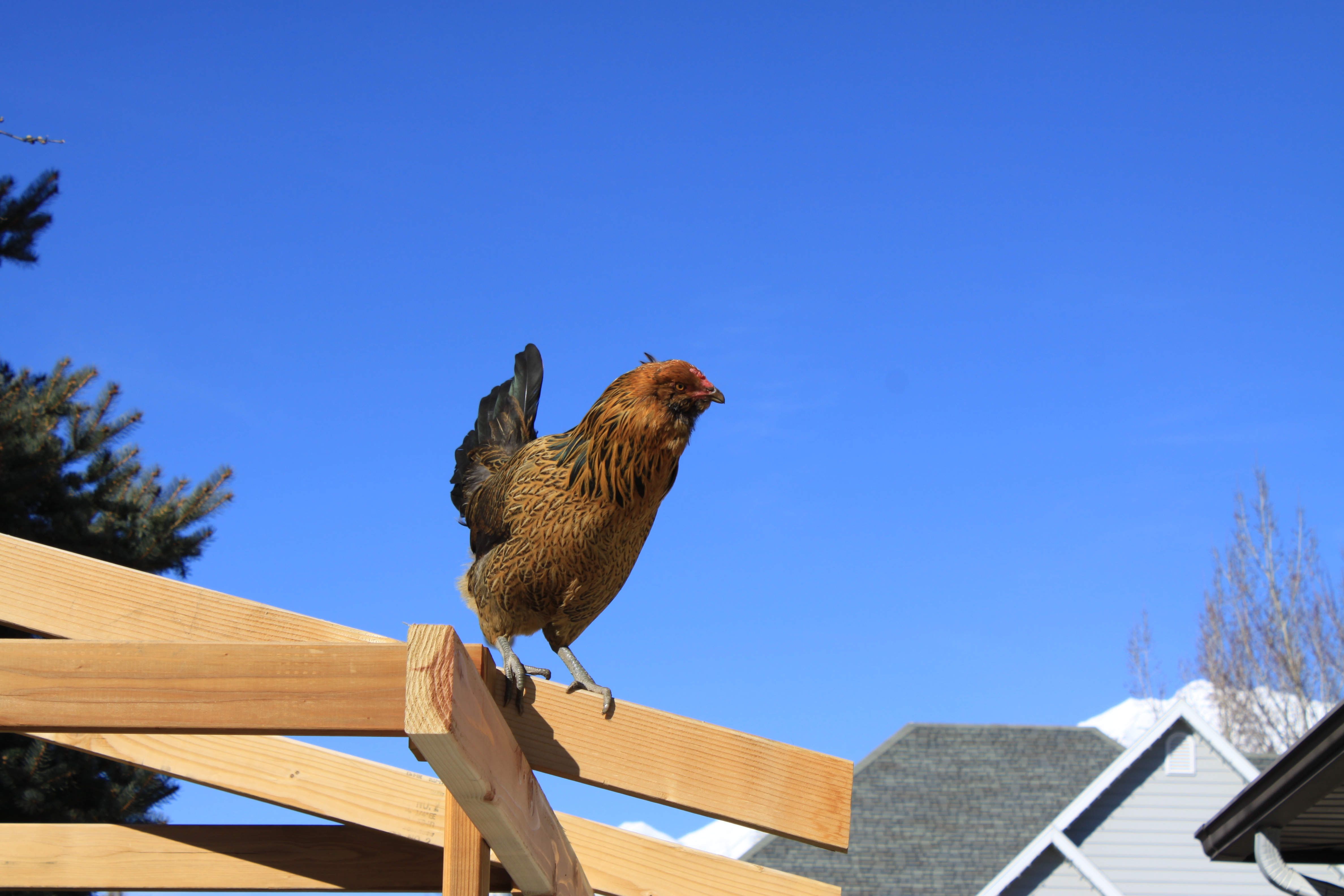 I'm not completely sure she knows how to get back down. Maybe she just really likes it up there. Every time she does this I have to go get her down.