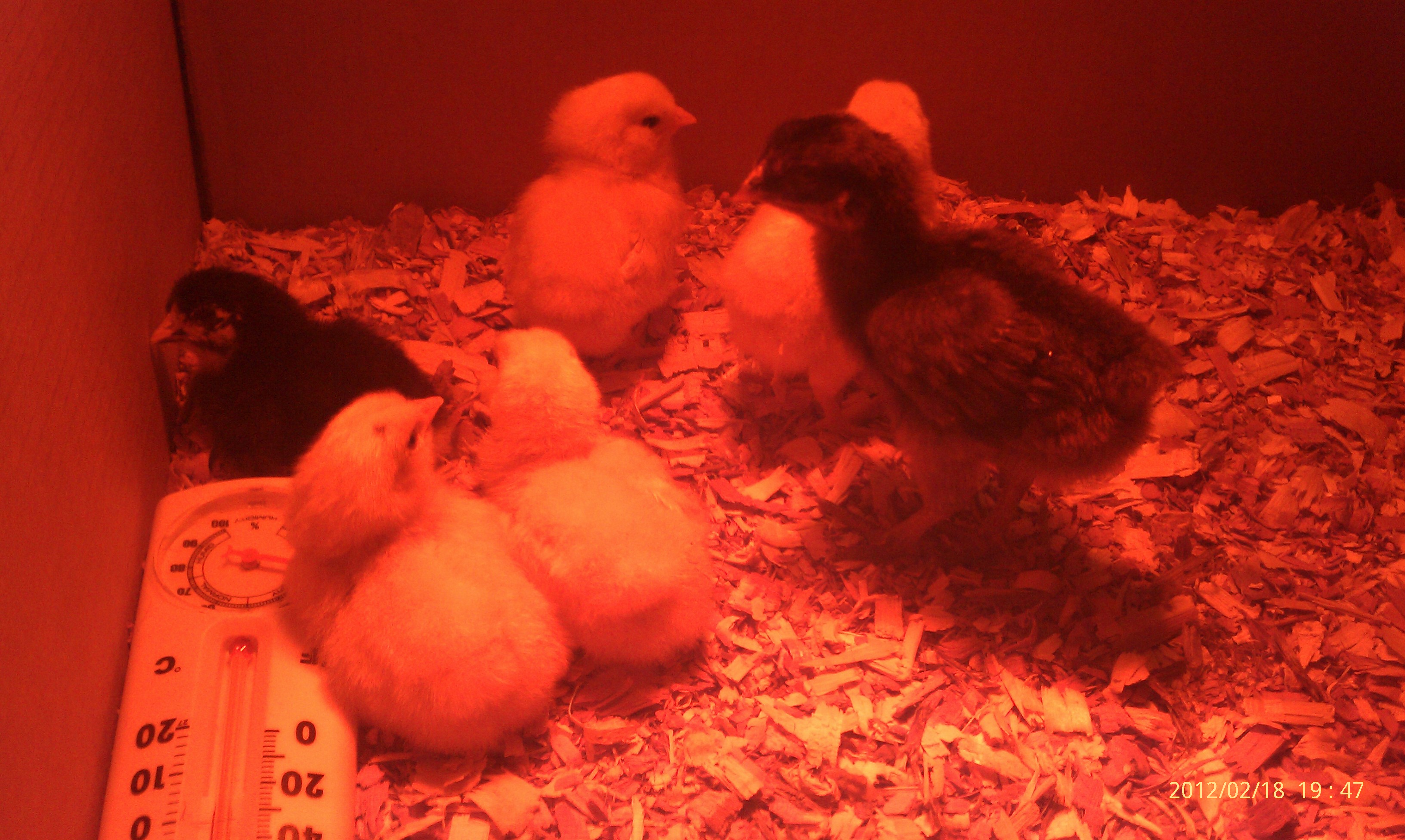 IMAG0083.jpg   

Sorry, they are under a red light.  I will try to get better pics this aft!