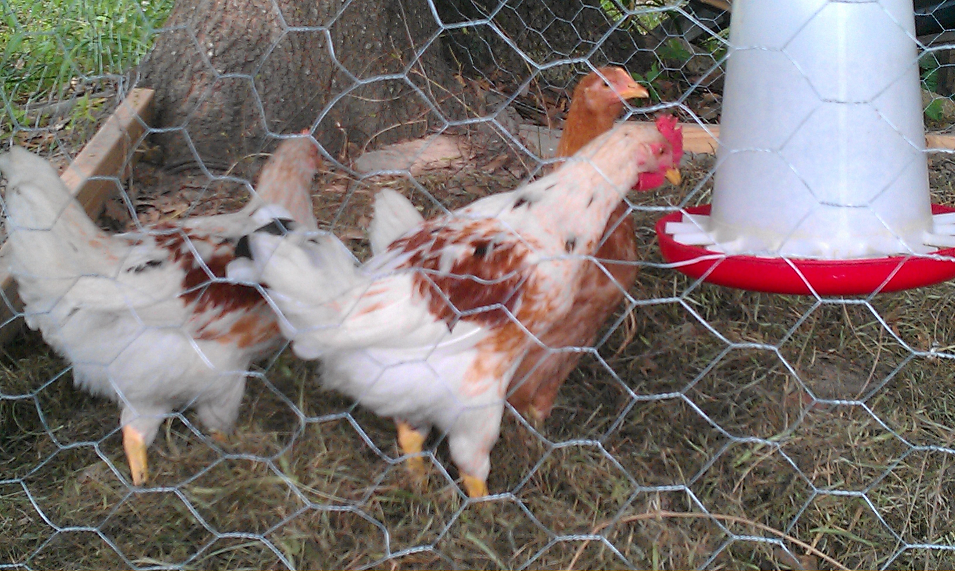 IMAG0516.jpg

The one in front (with the bigger comb) is who I suspect to be a cockerel. But his body and coloration is almost identical to another; its just his comb color/size that makes me wonder.