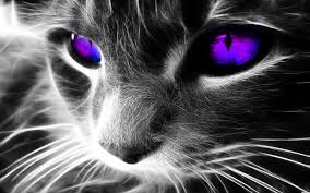 images?q=tbn:ANd9GcRKmdhNmLa1FQ-jVJBXvp4DqID4Excu9zgGpE75NLC1ppSmLsfv_g