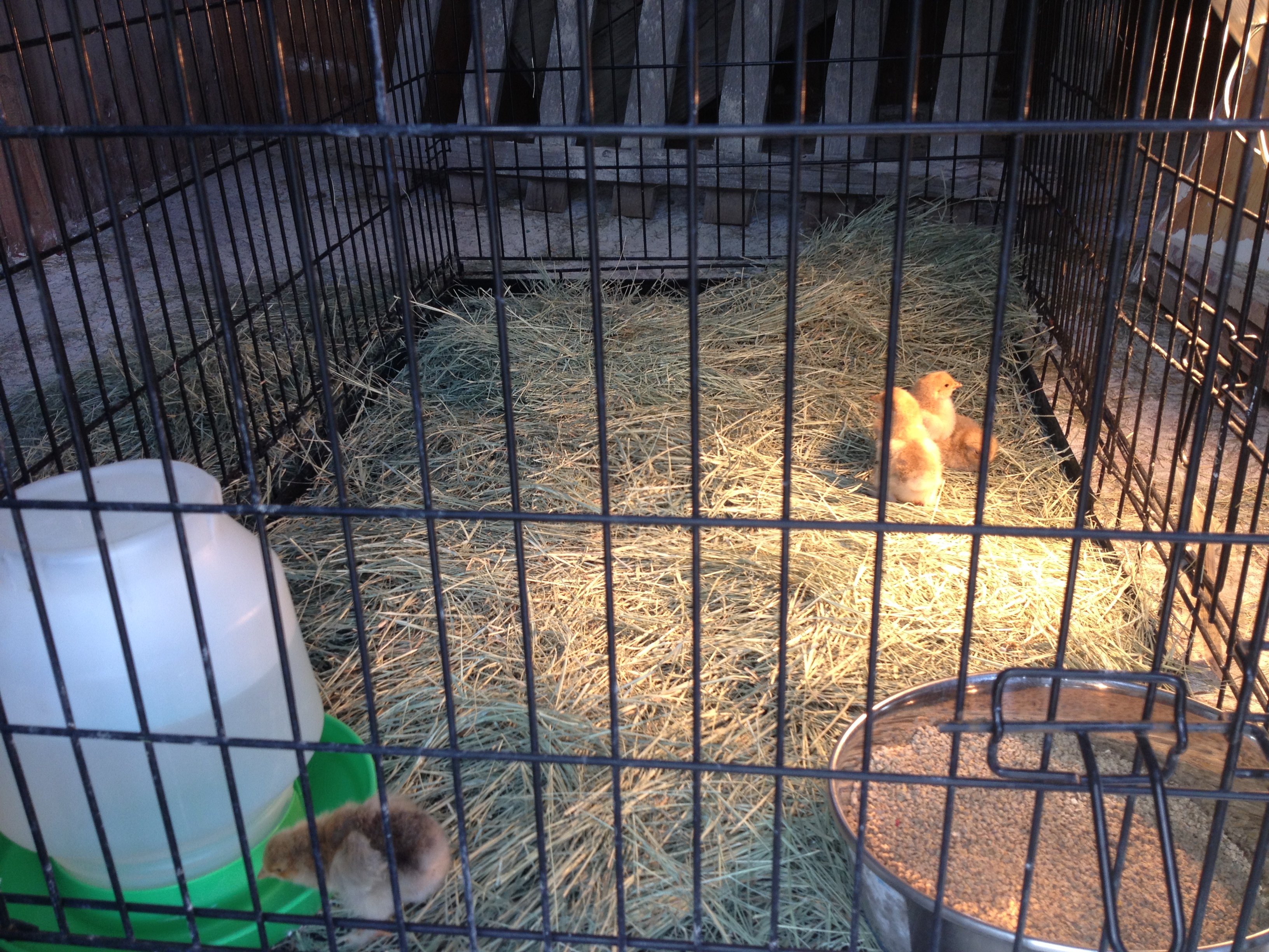 IMG_0321.JPG
The four Buff Brahma chicks I have at the moment