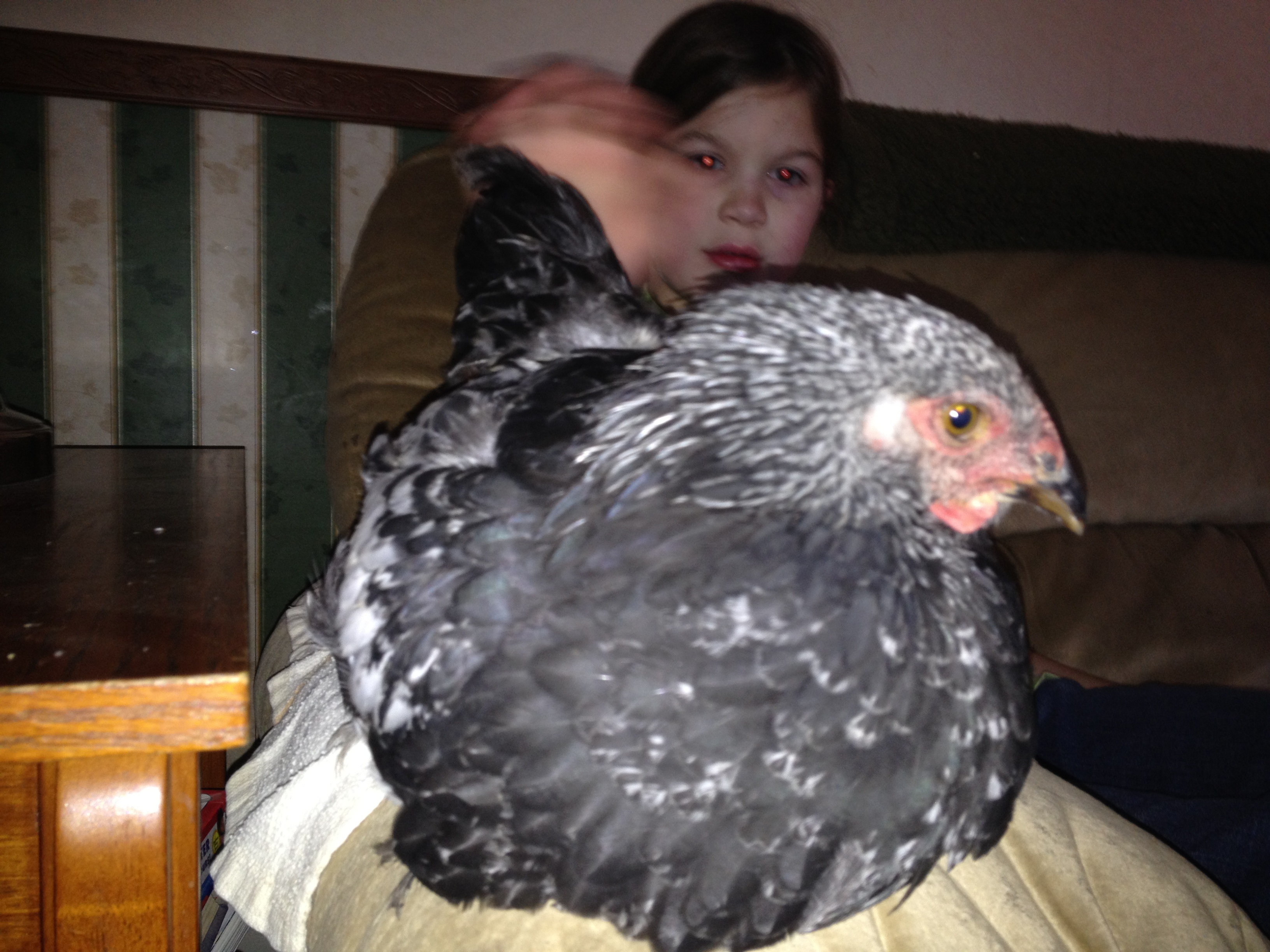 IMG_0741.JPG

Barack O'Brahma loves watching "Little House on the Prairie" with my daughter.