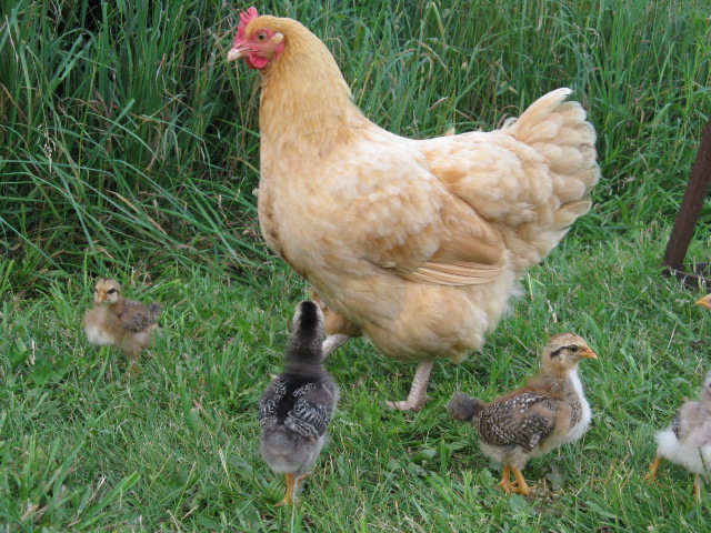 IMG_0931.JPG Buffy & some of her chicks