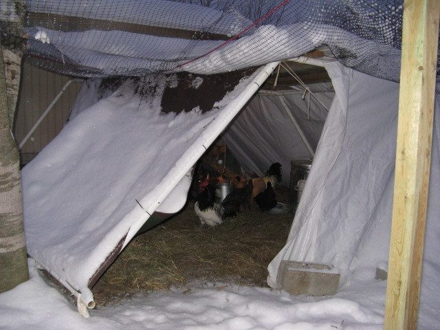 IMG_1377.JPG inside covered run, 10'x12' pard of old storage,tarp,garauge