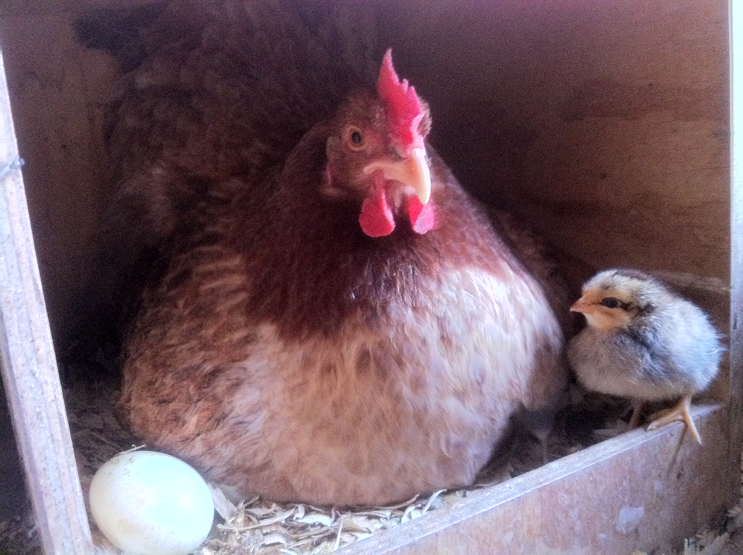 IMG_1430.JPG She is so tired of the question what came first. This is tootie one of my broody wheaten marans