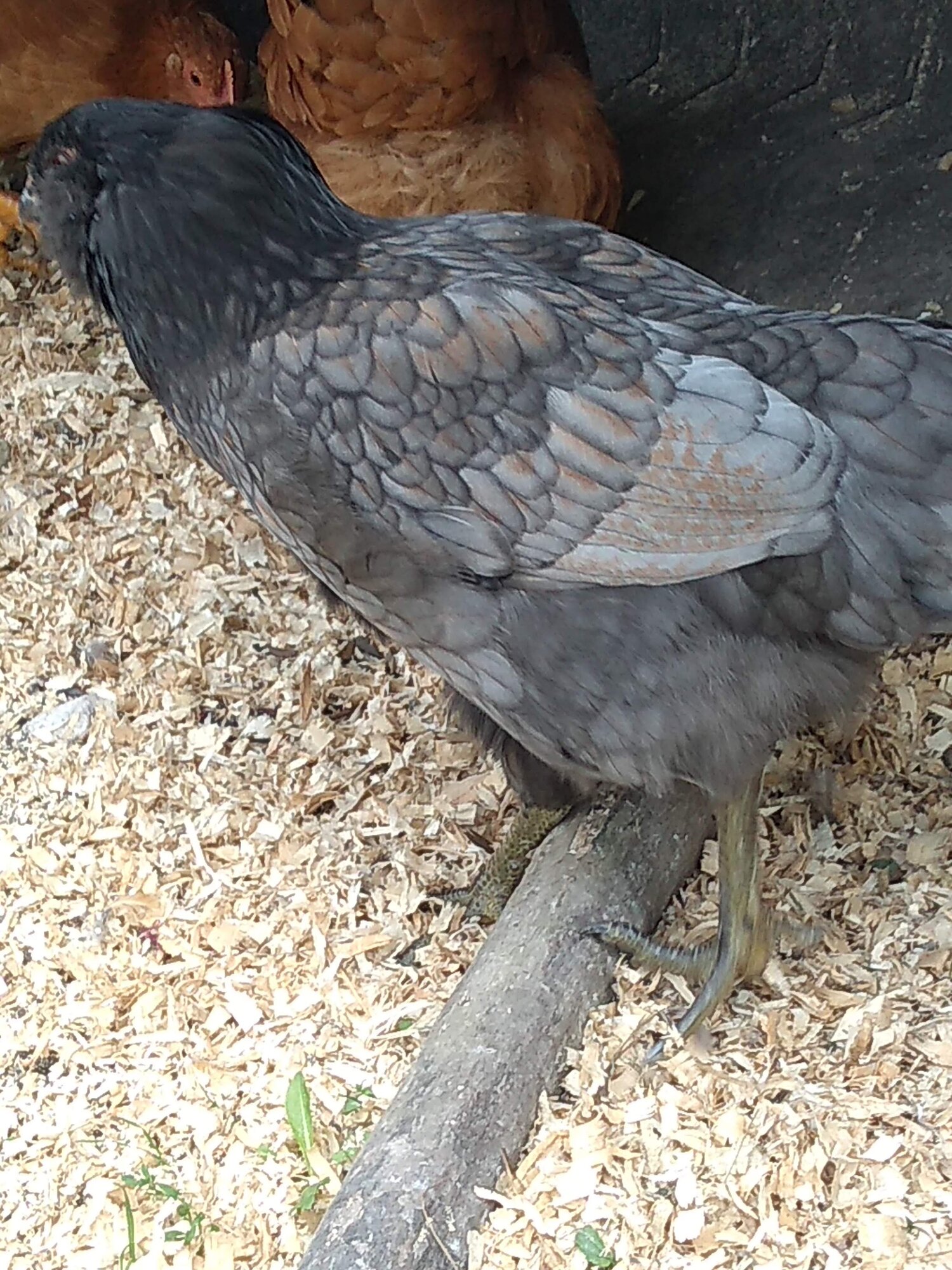 IMG_20190803_133131611