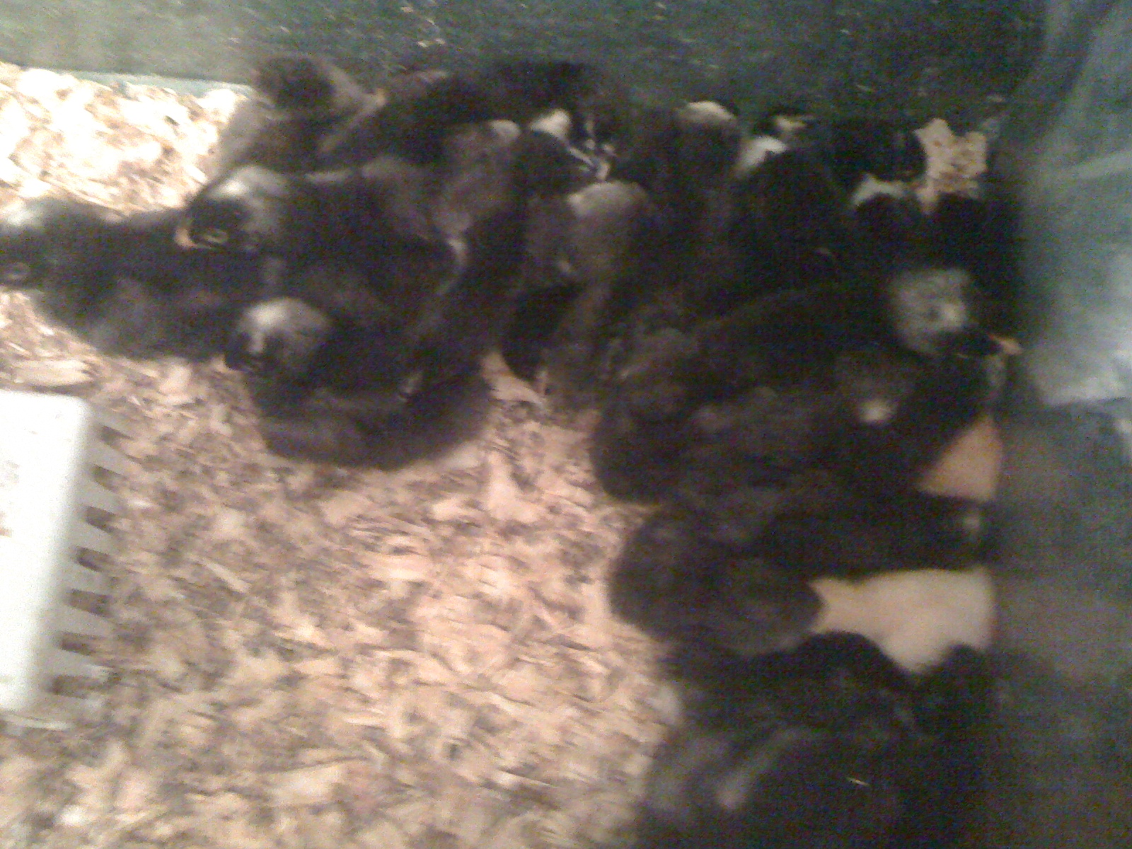 IMG_2237.JPG These were hatched on  May 2, 3, 4.  I have more. Some more hatching now.