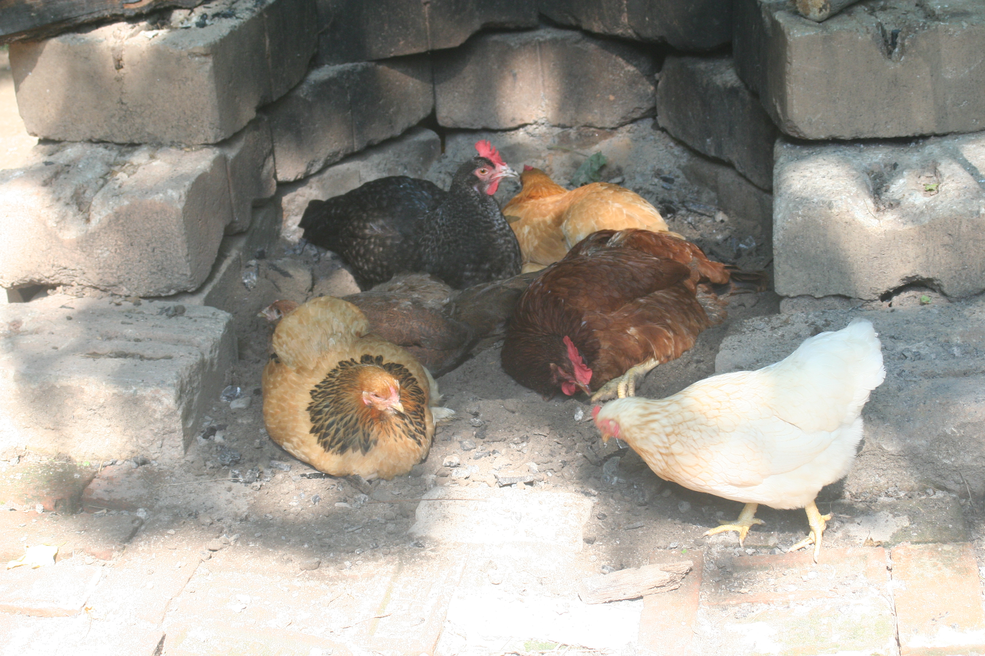 IMG_2508.jpg
"What's for dinner?"
(Dustbathing in the firepit)