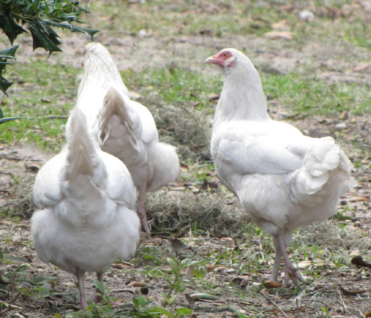 IMG_3814.JPG
These are not 100% Orpingtons. But rather an incubator test run with mixed breed eggs.