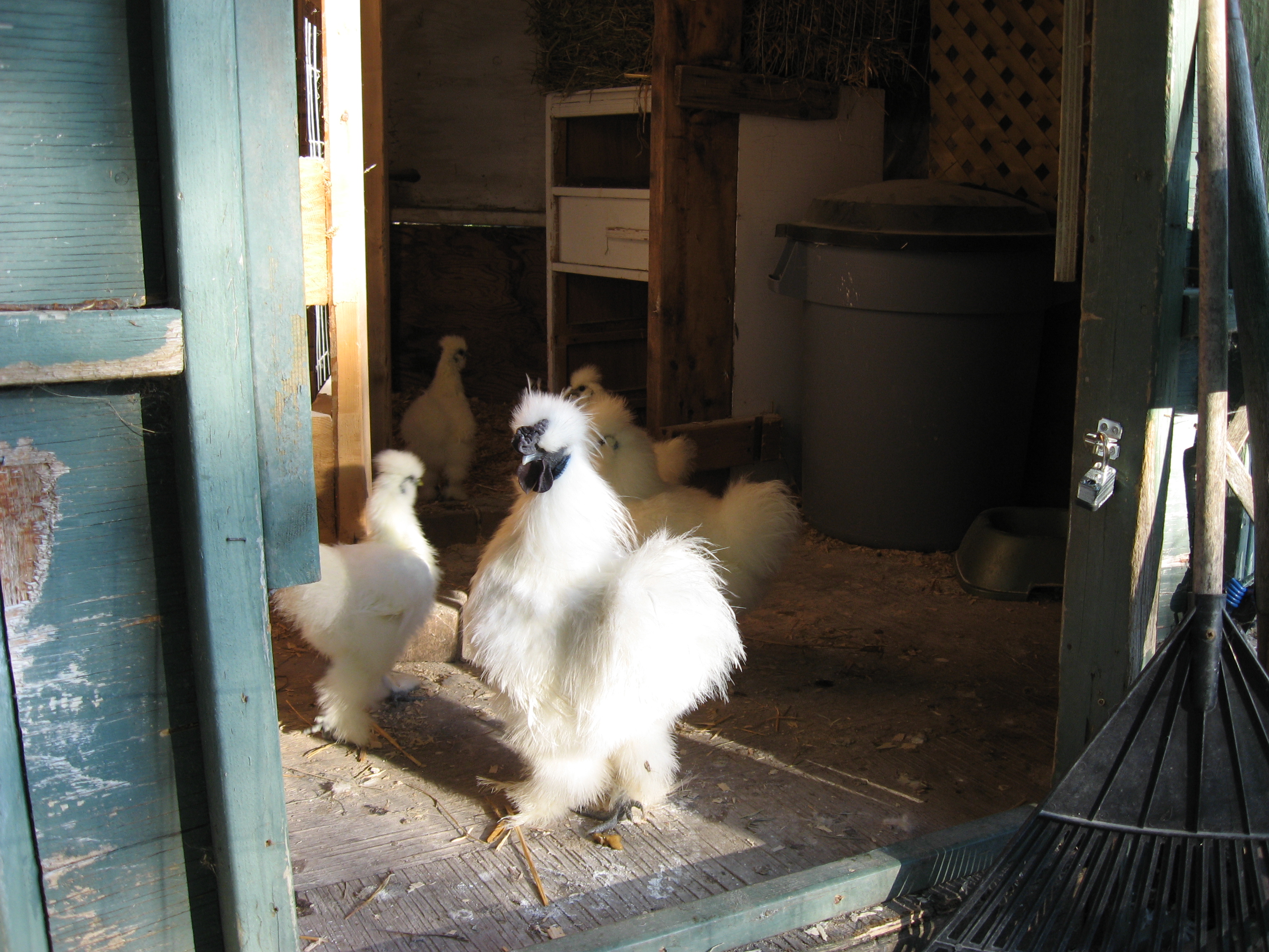 IMG_3910.JPG
Phil,my 1 year old silkie rooster