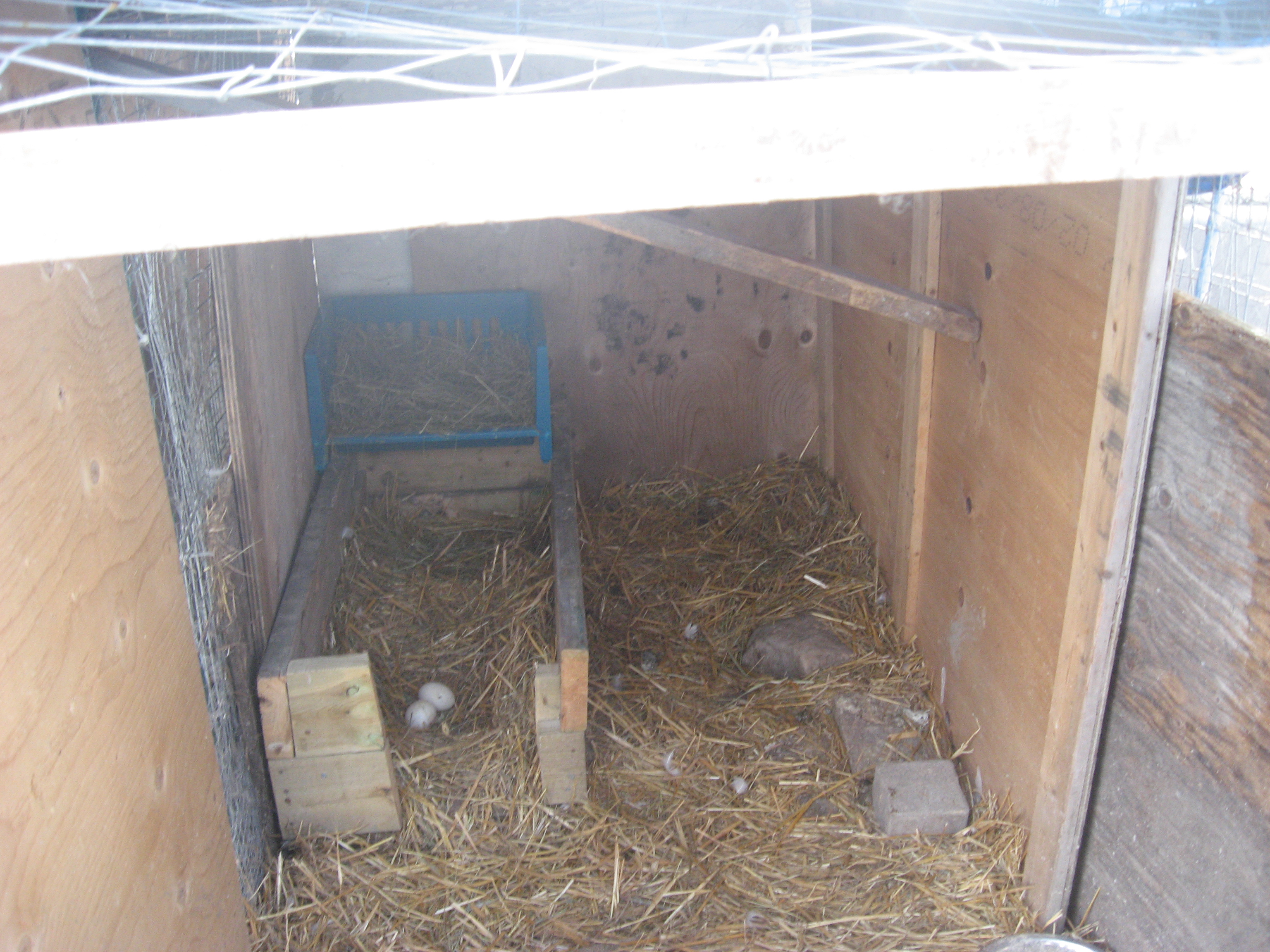 IMG_4557.JPG
this is what I made them yesterday,now there's plenty of space,and they have used the nestbox ~! I also masde a smaller entrance door for them for the daytime,this way I can open the big door for cleaning and collecting eggs,what do you think?