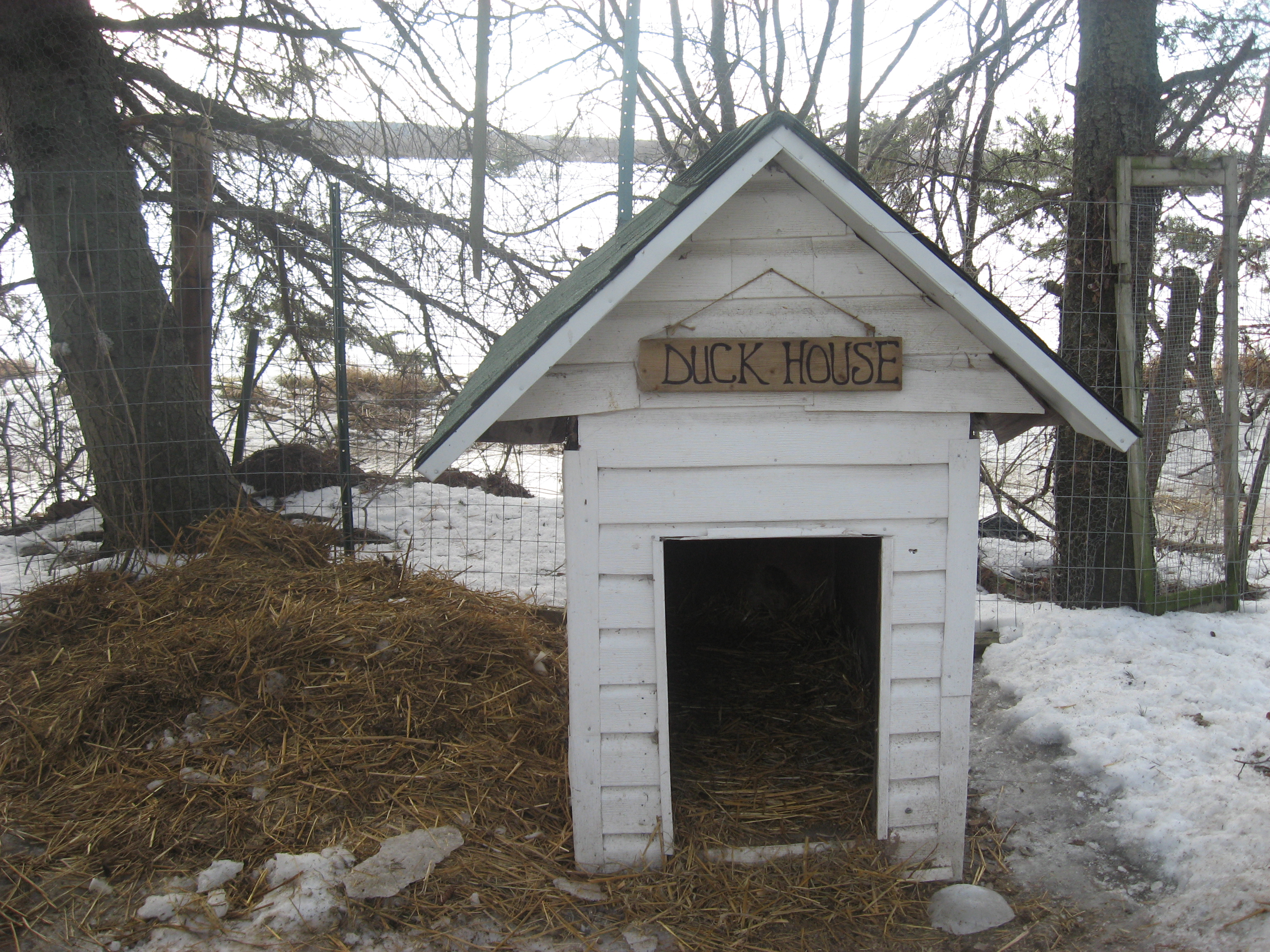 IMG_4560.JPG
This WAS the duckhouse,much too small,,but did the job up till yesterday :)
