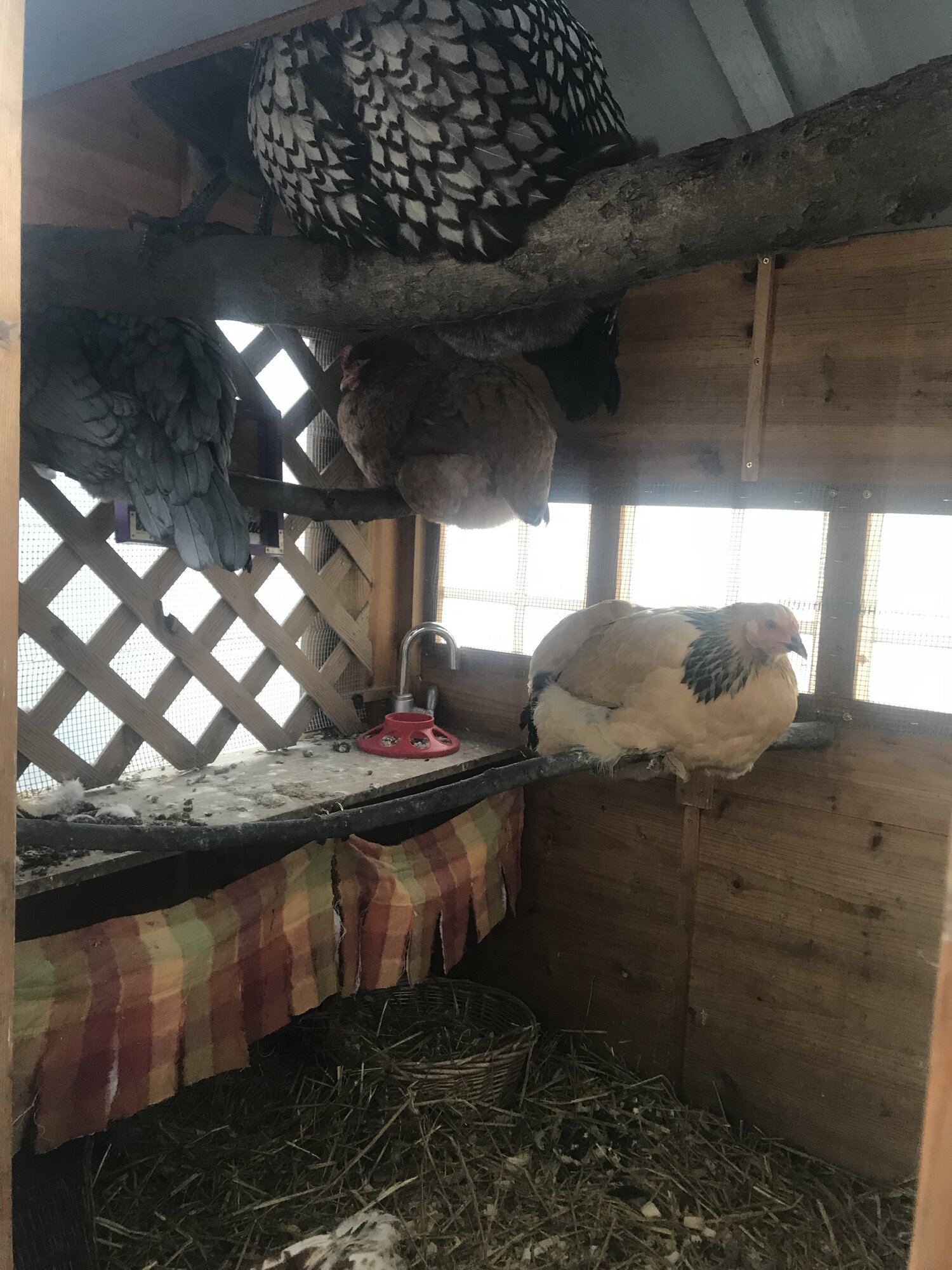 IMG_4877 BackYard Chickens Learn How to Raise Chickens