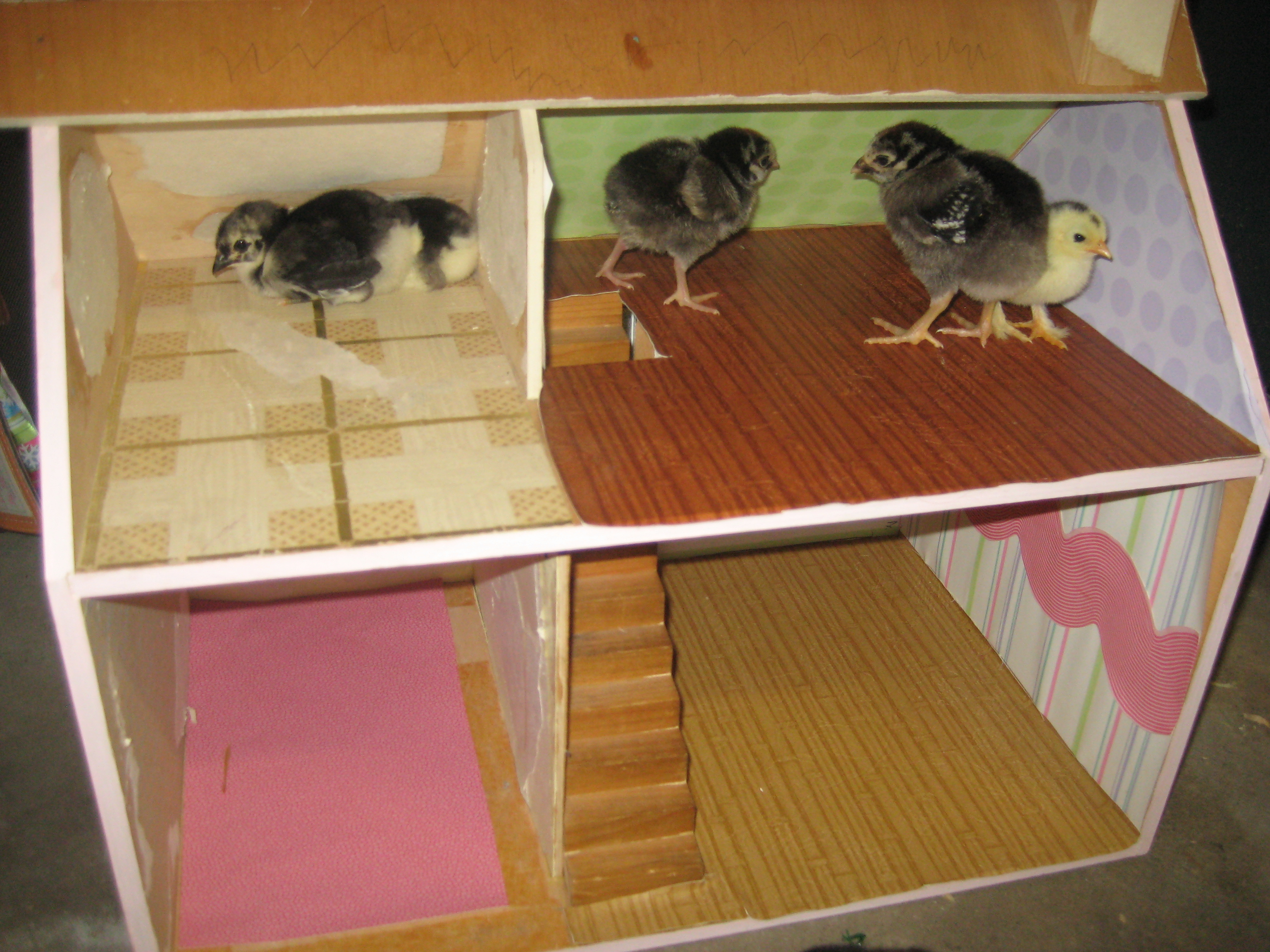 IMG_5807.JPG Chicks were placed all over the house... including the doll house!