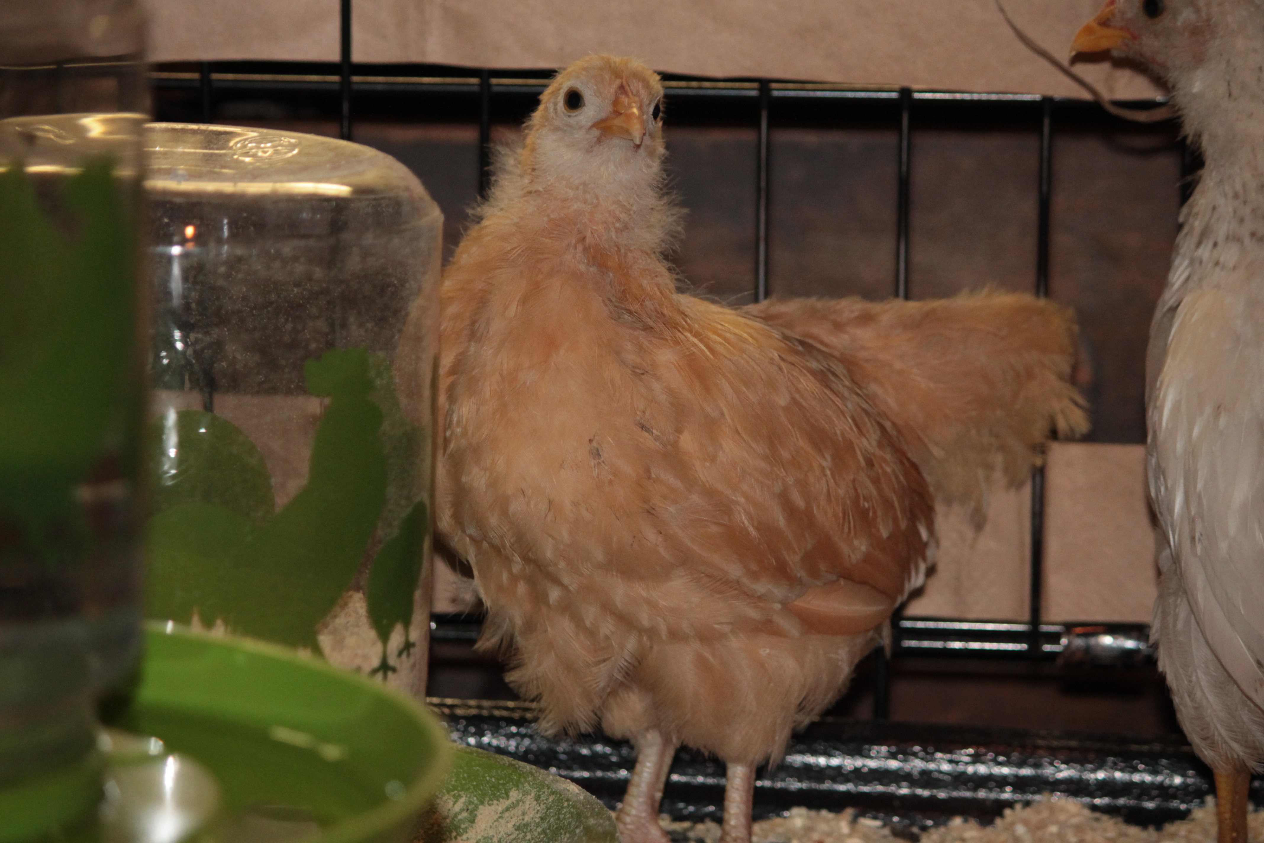 IMG_6092.JPG I assume she is a rhode island red but that is really just a wild guess.