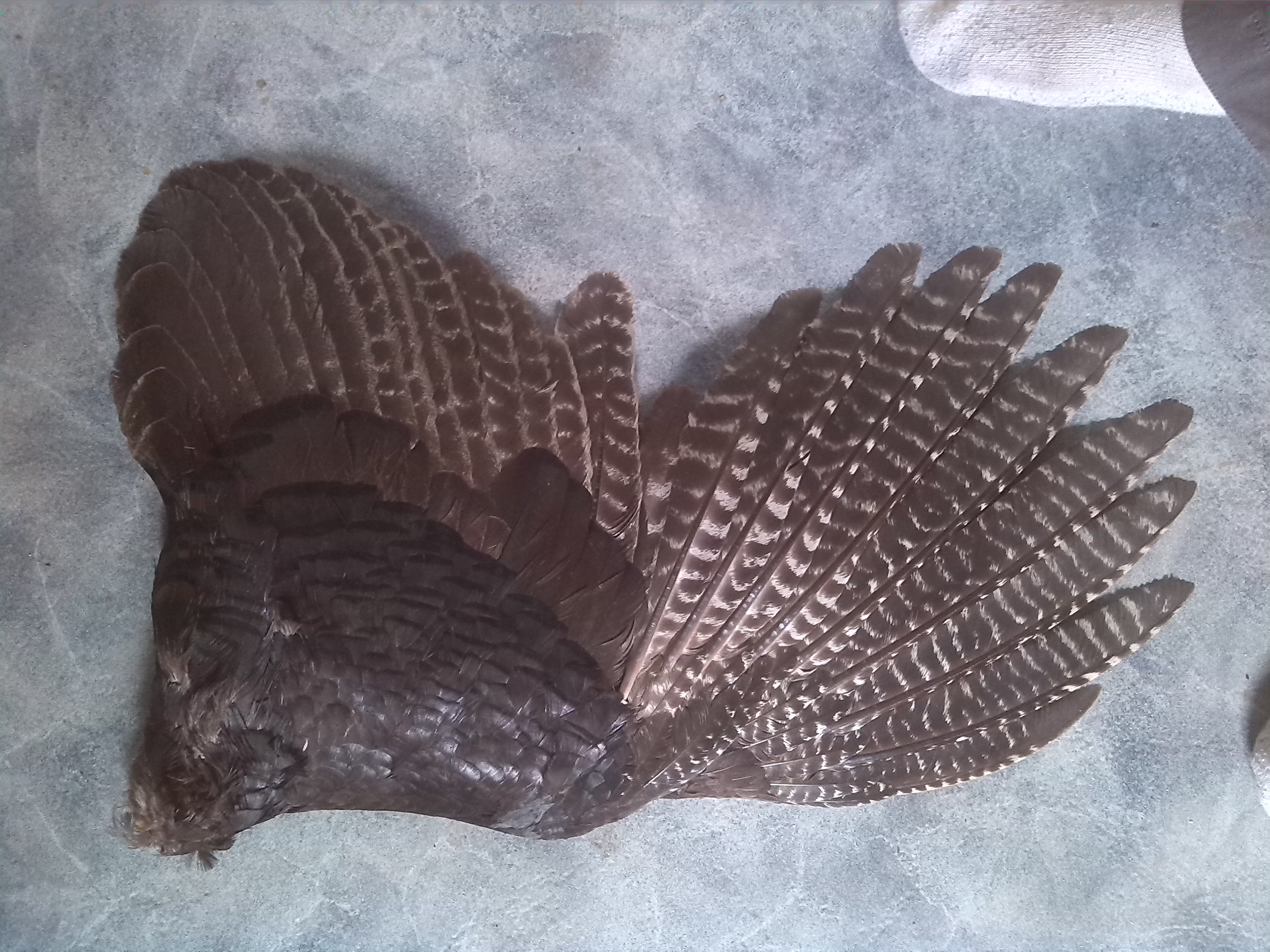 Immature male Bronze turkey