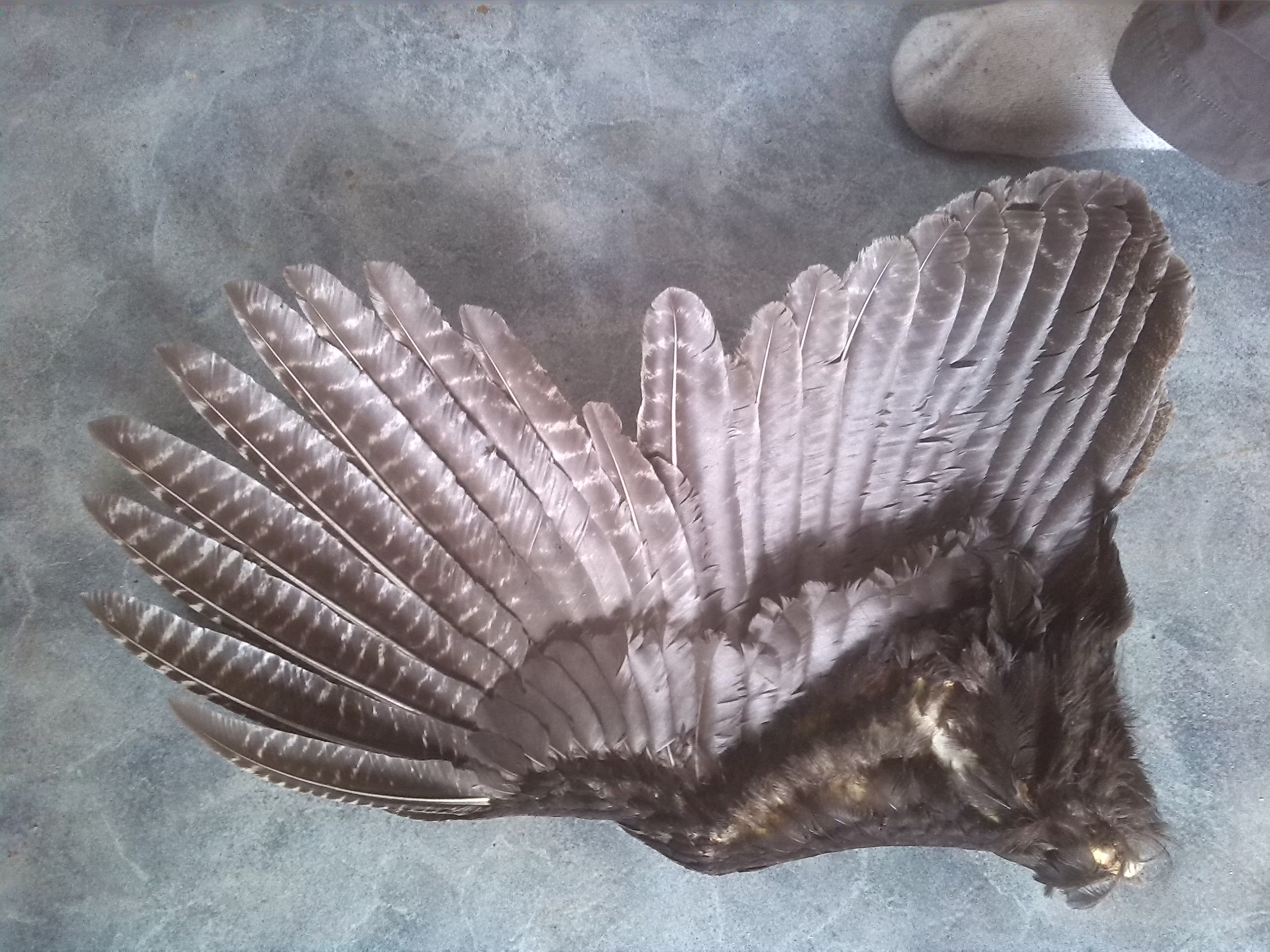 Immature male Bronze turkey