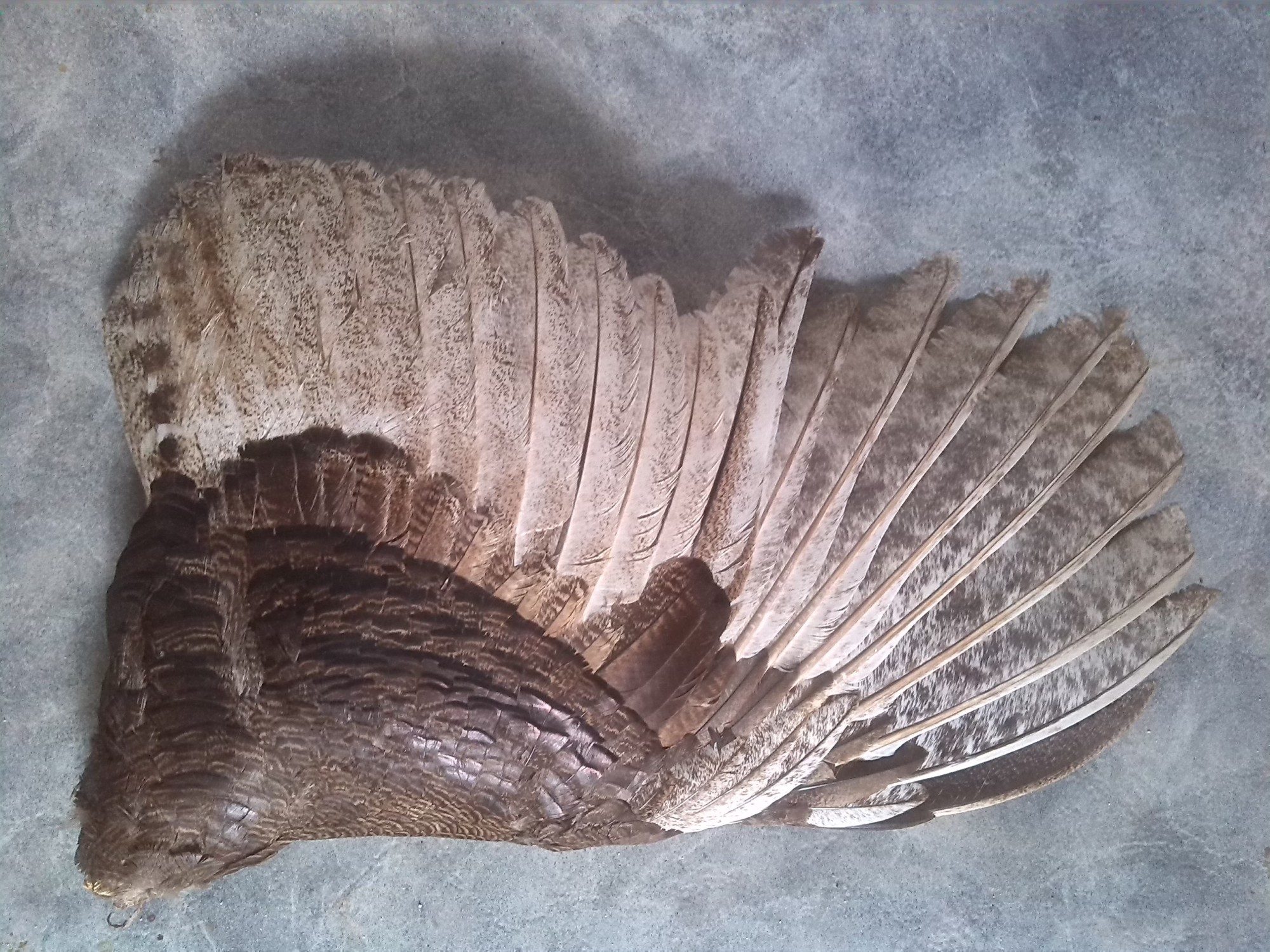 Immature male Red Bronze turkey