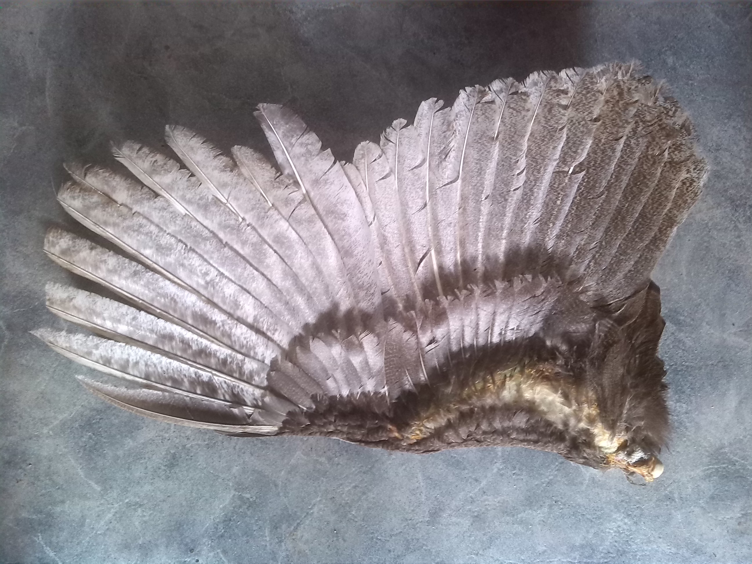 Immature male Red Bronze turkey