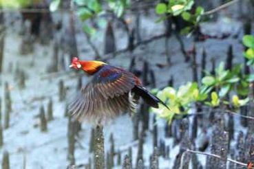 Immature male red jungle fowl in flight.