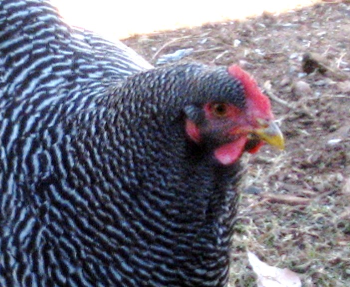 "Imperial Ringlet"  strain of Barred Rock 10 month old pullet--Woepple- XW Ranch in Nebraska who got his breeders from Good shepherd-Reese