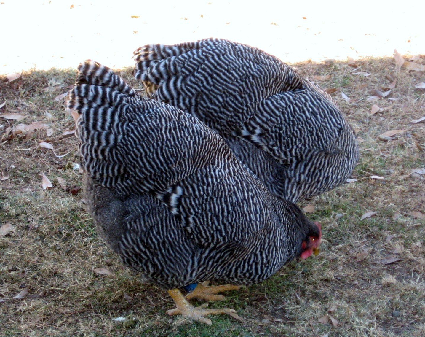 "Imperial Ringlet"  strain of Barred Rock 10 month old pullet--Woepple- XW Ranch in Nebraska