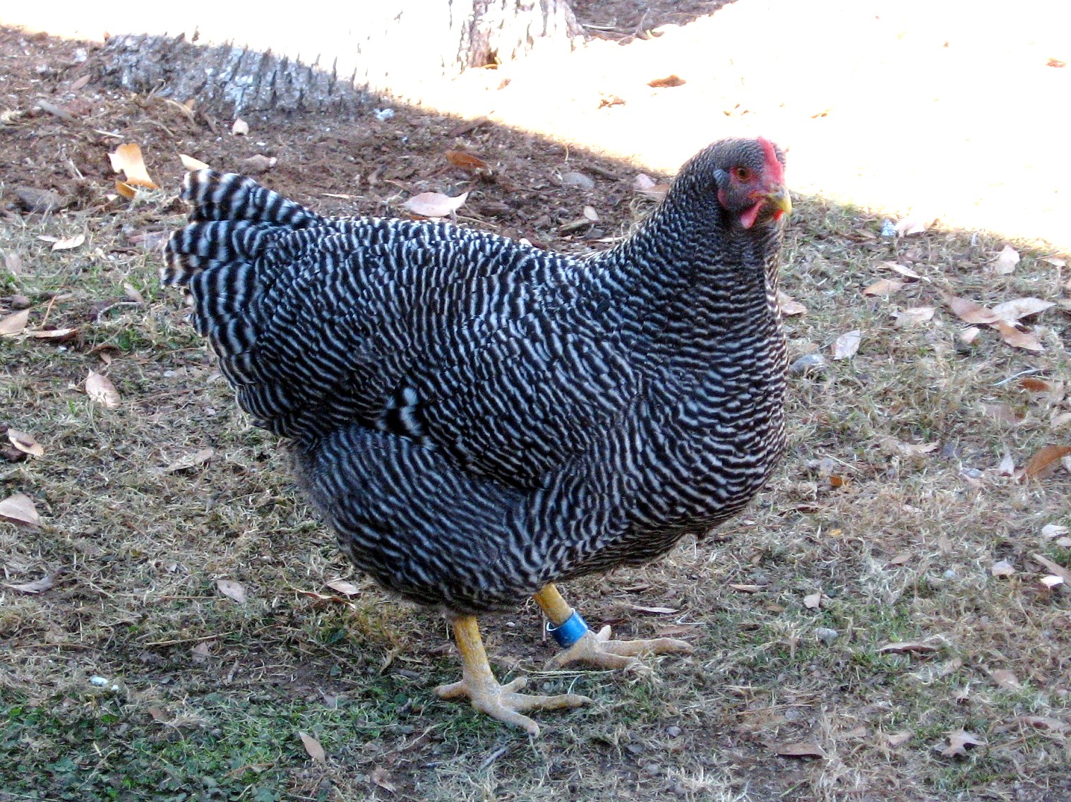 "Imperial Ringlet"  strain of Barred Rock 10 month old pullet--Woepple- XW Ranch in Nebraska