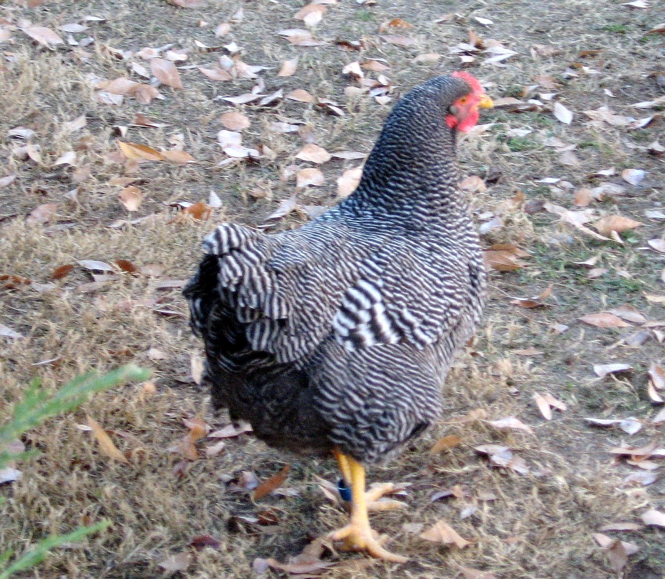 "Imperial Ringlet"  strain of Barred Rock 10 month old pullet--Woepple- XW Ranch in Nebraska