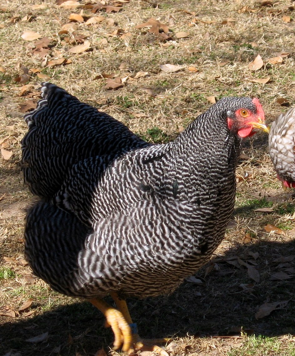 "Imperial Ringlet"  strain of Barred Rock 10 month old pullet--Woepple- XW Ranch in Nebraska