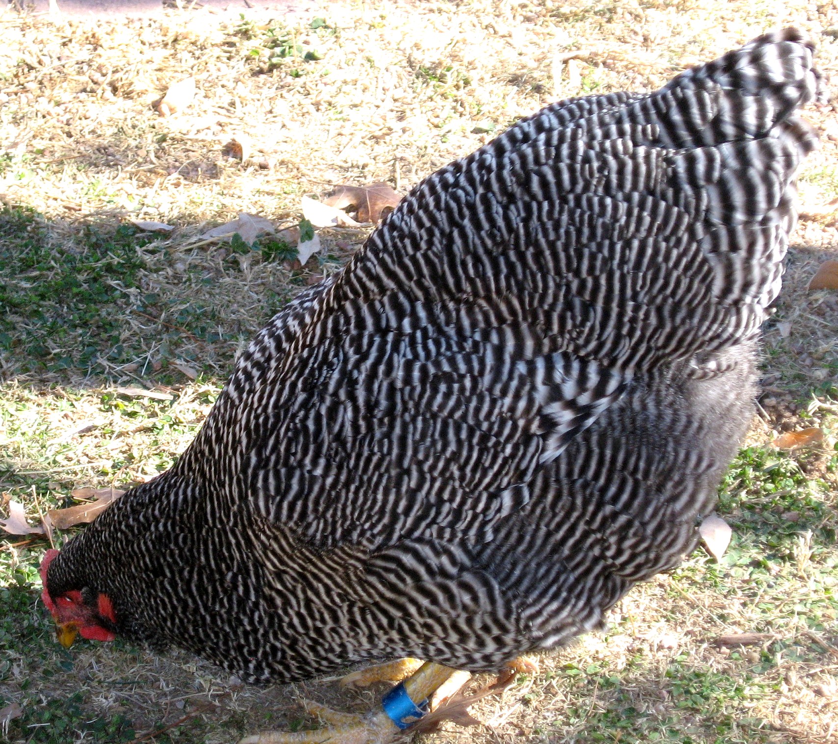 "Imperial Ringlet"  strain of Barred Rock 10 month old pullet--Woepple- XW Ranch in Nebraska