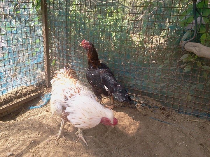 *Imported from Thailand. Got a Trio