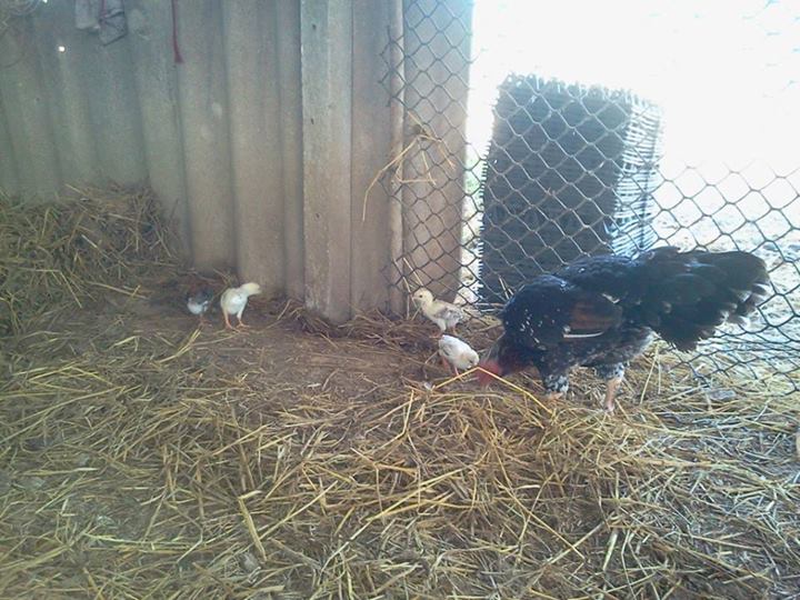 *
Imported from Thailand hen with chicks