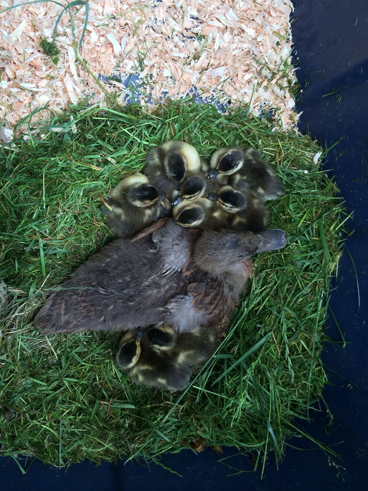 Imprinted to 10 week old duck