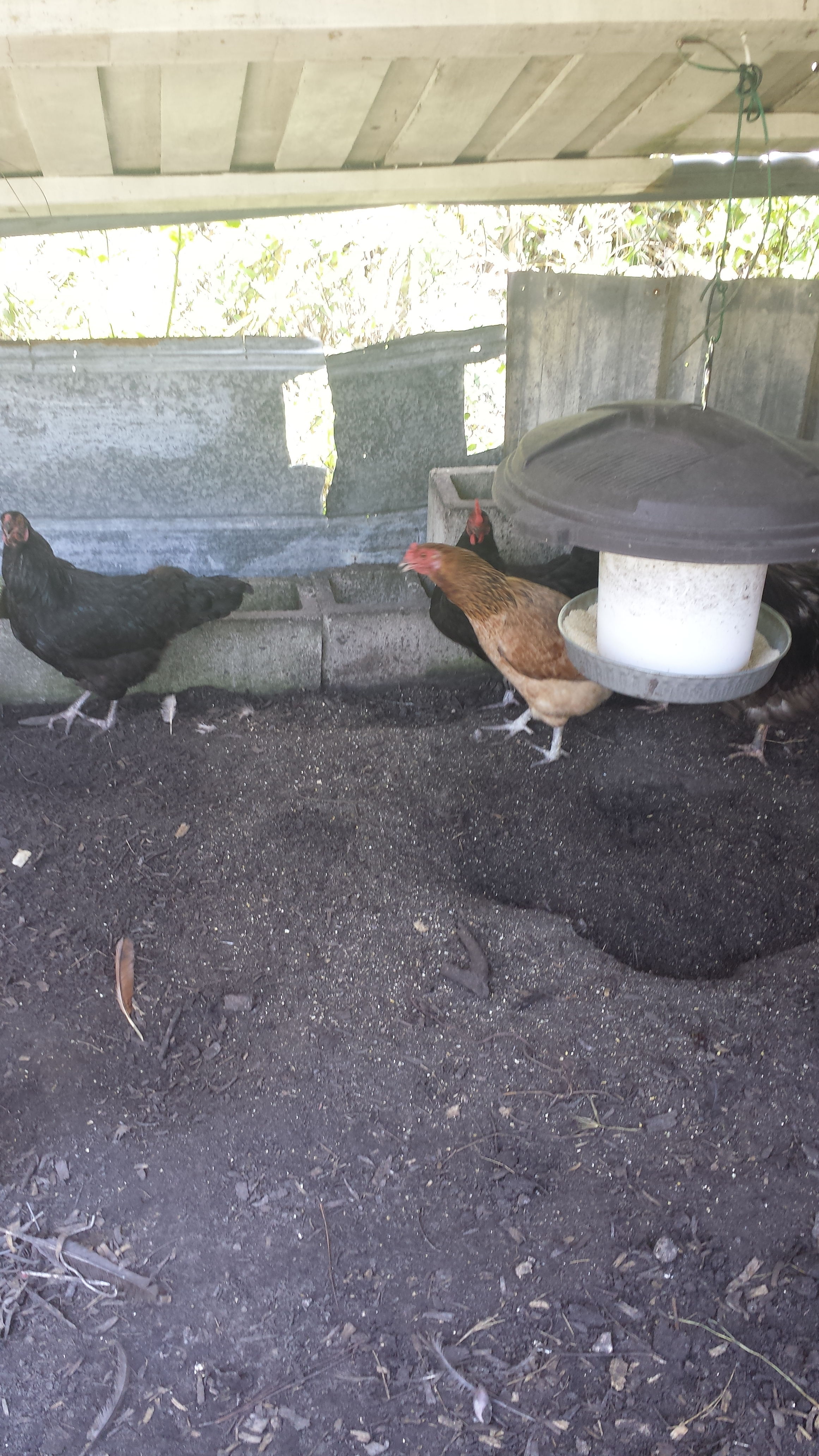 Improvement on feeder to keep feed dry