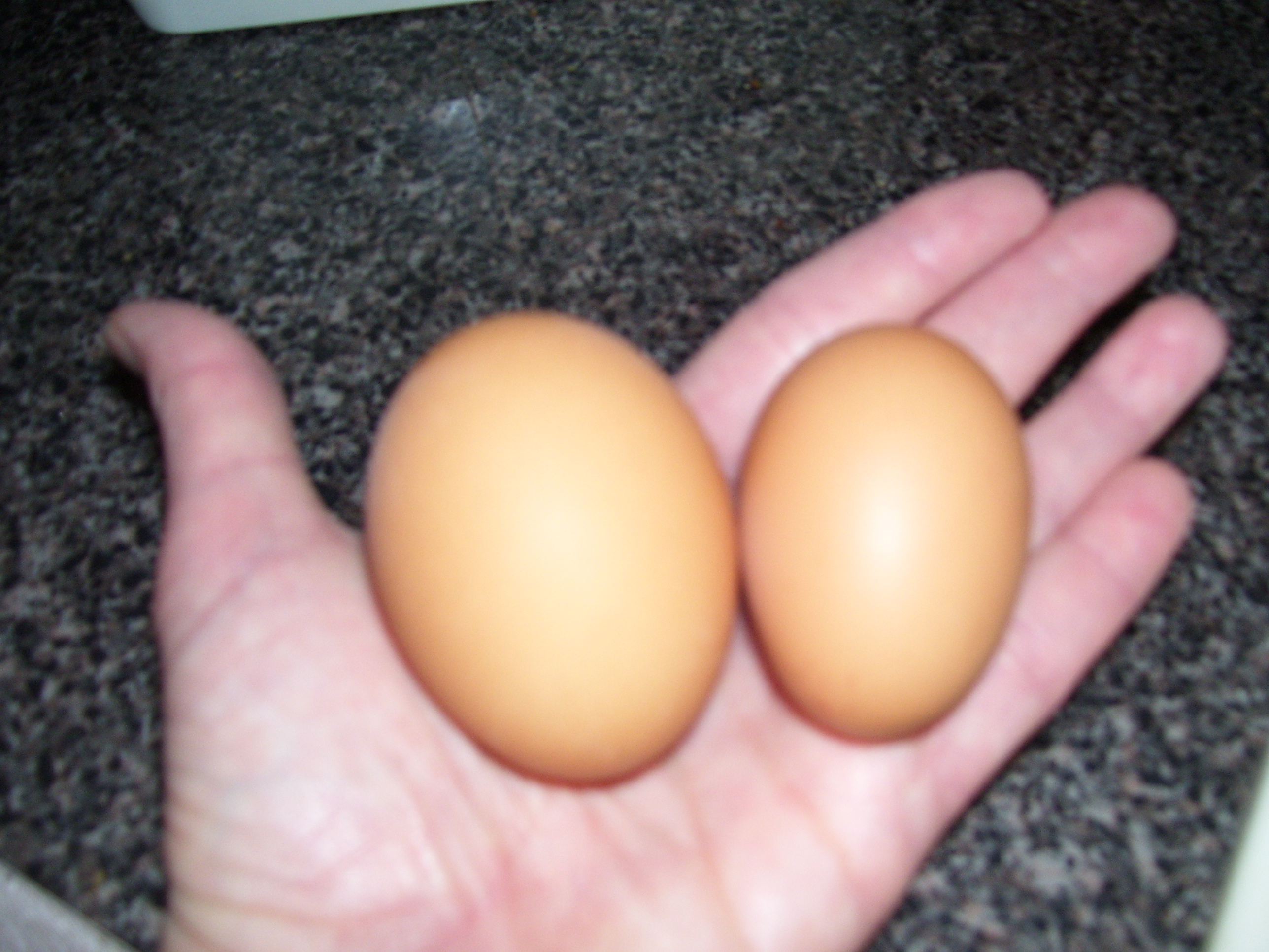 in about 6 more weeks our eggs should be regular size...aren't they cute ;) and tasty too !!!