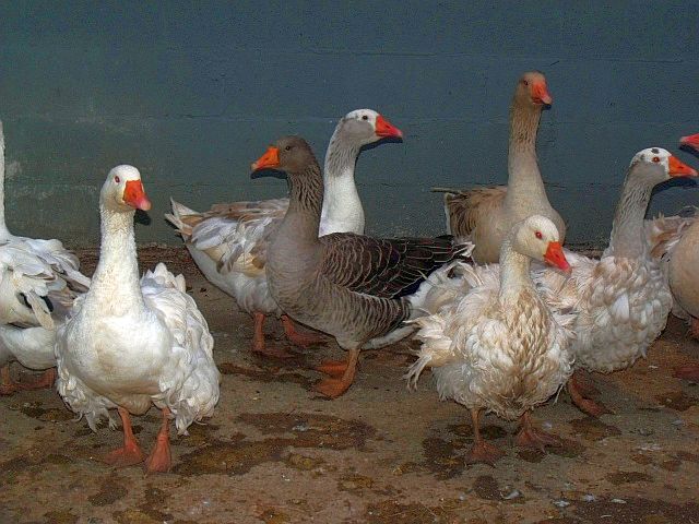 In center, Toulouse goose surrounded by Sebastopol, in back right American Buff pair