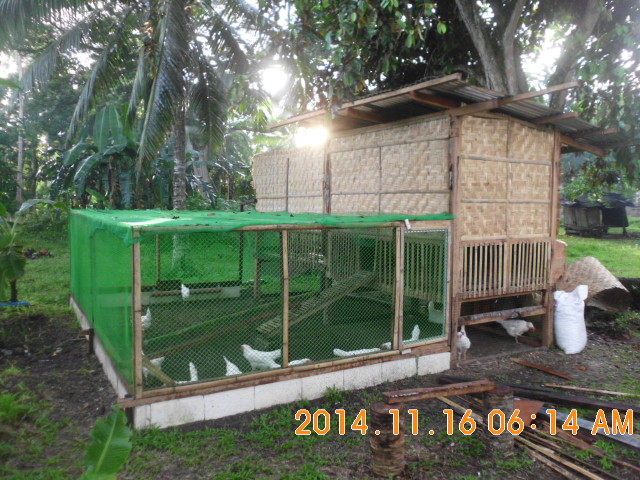 In final stages of 100% extension, pen is finished just the roof and end wall to complete.