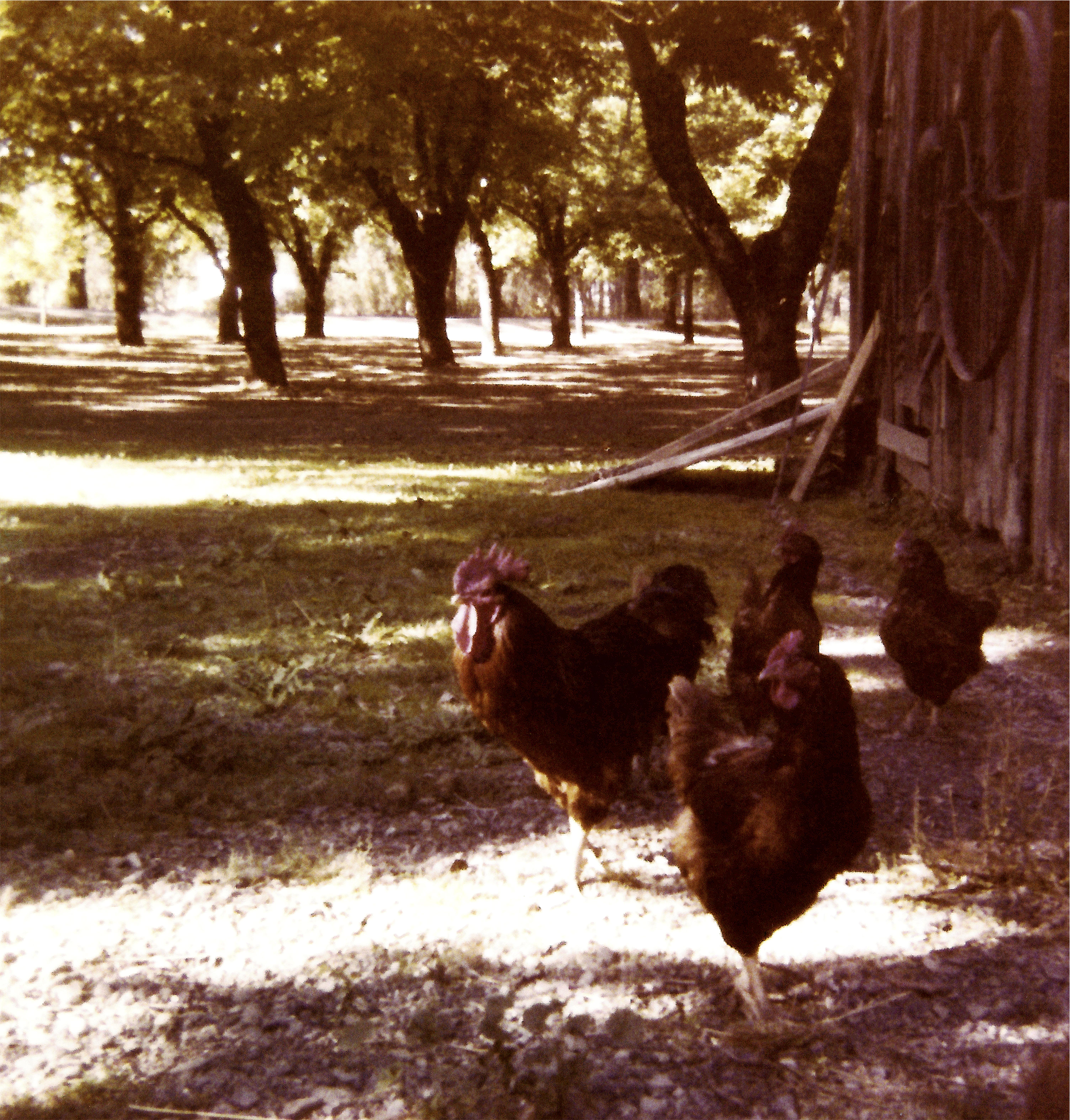 in front of the old barn