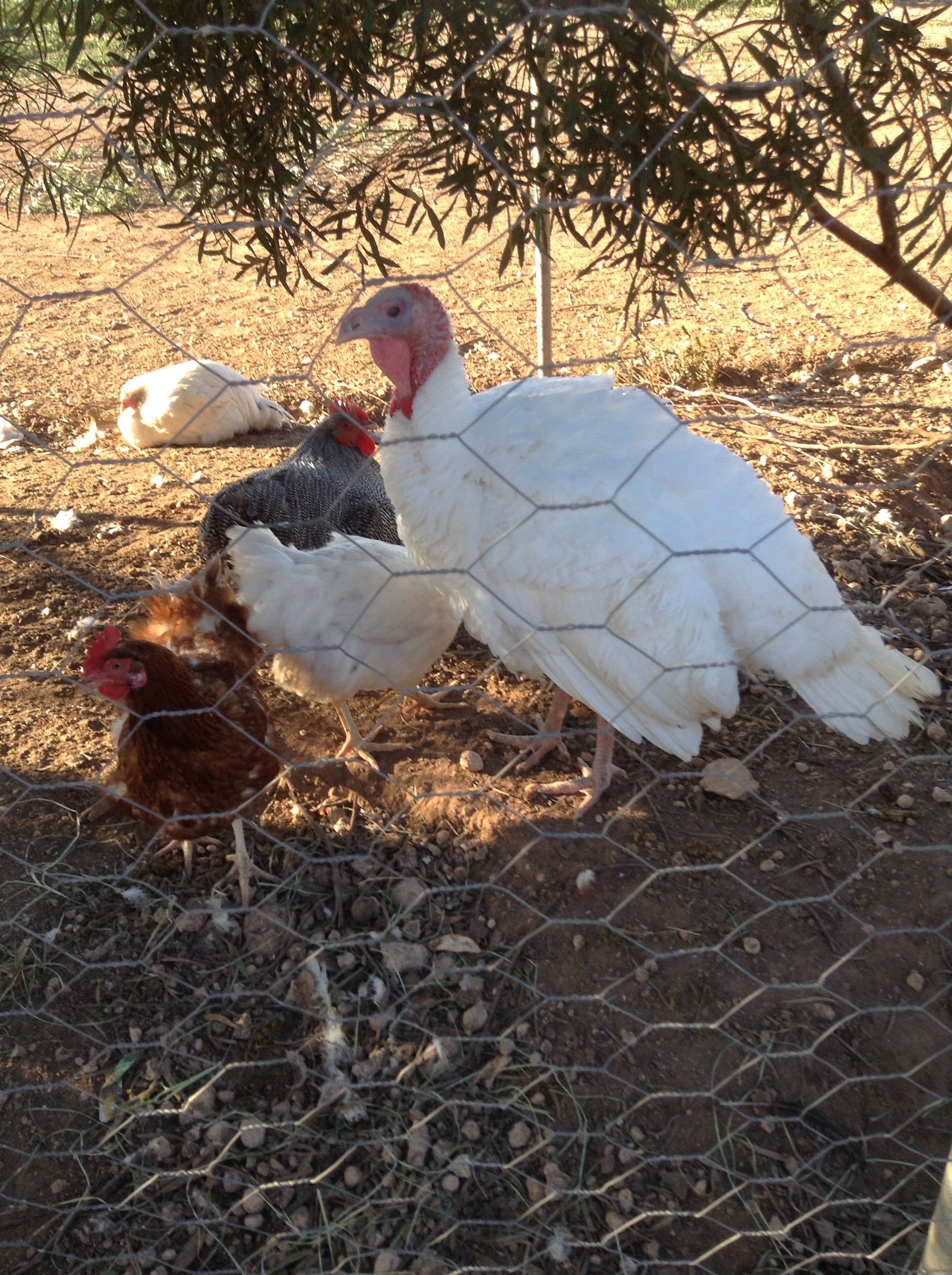 In loving memory of Mal, my AMAZING boy!! Every time I see him, I smile. I bred him myself, and he is unlike any Turkey you'll ever see!