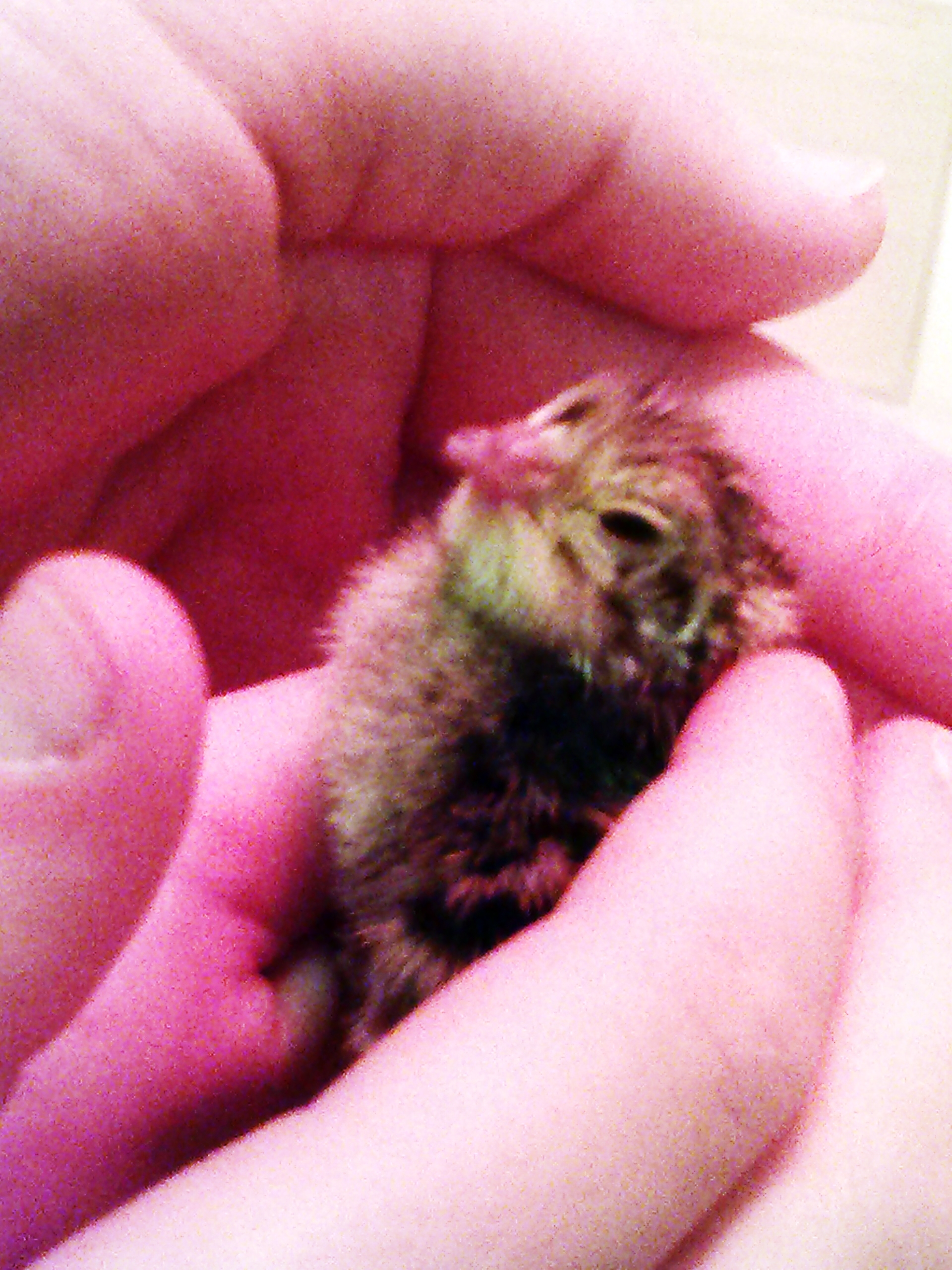 In my 11 year old daughter's hands
