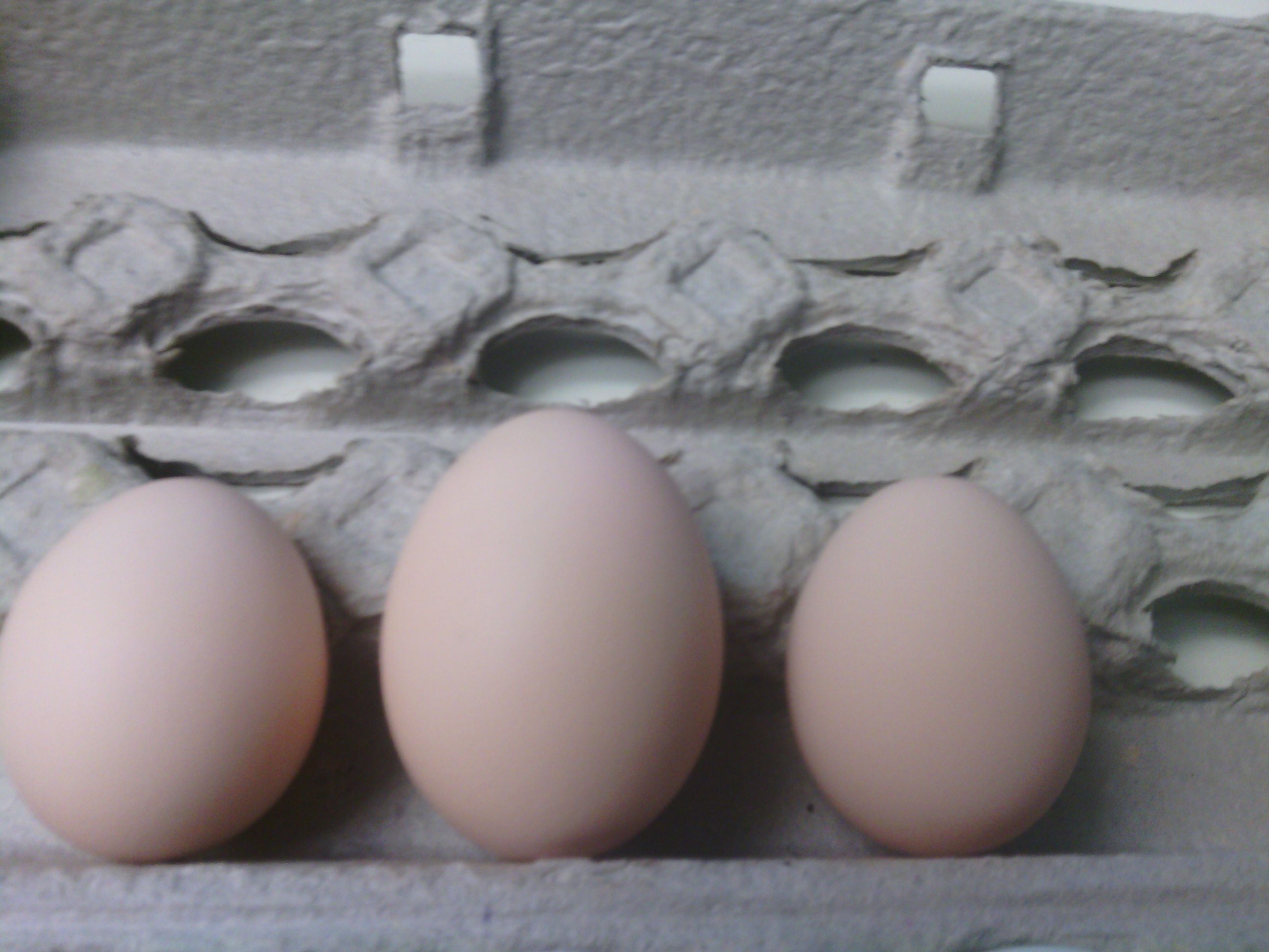 in order from left to right 2nd egg, 3rd egg, 4th egg