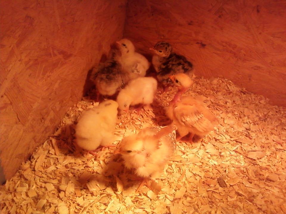 In our brooder right now are a few Turkens, 4 baby turkey keets, and 10 Delaware chicks
