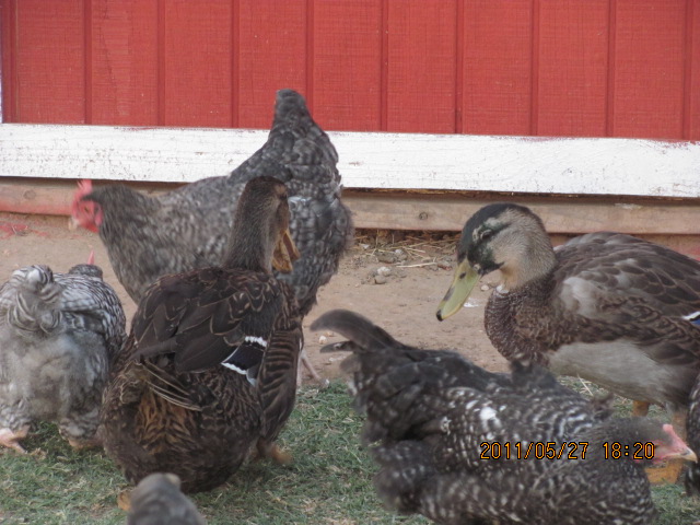 In spite of a pretty good duck house, this is where you will find my ducks...
On the other hand they were the ones sitting by Cuca eggs...
