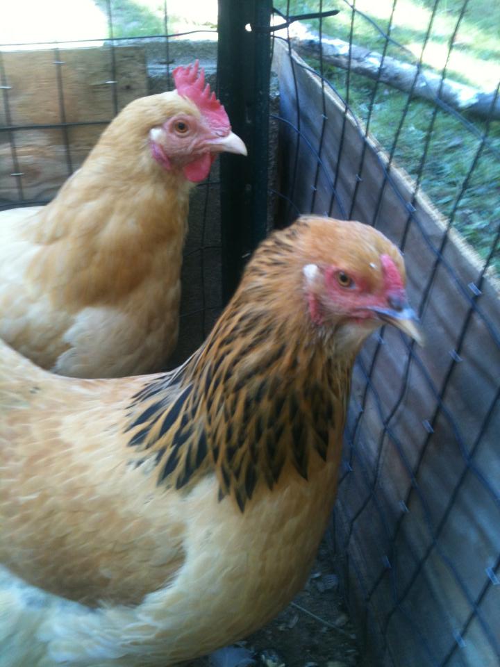 in the back is Gus. in the front is Henny Penny